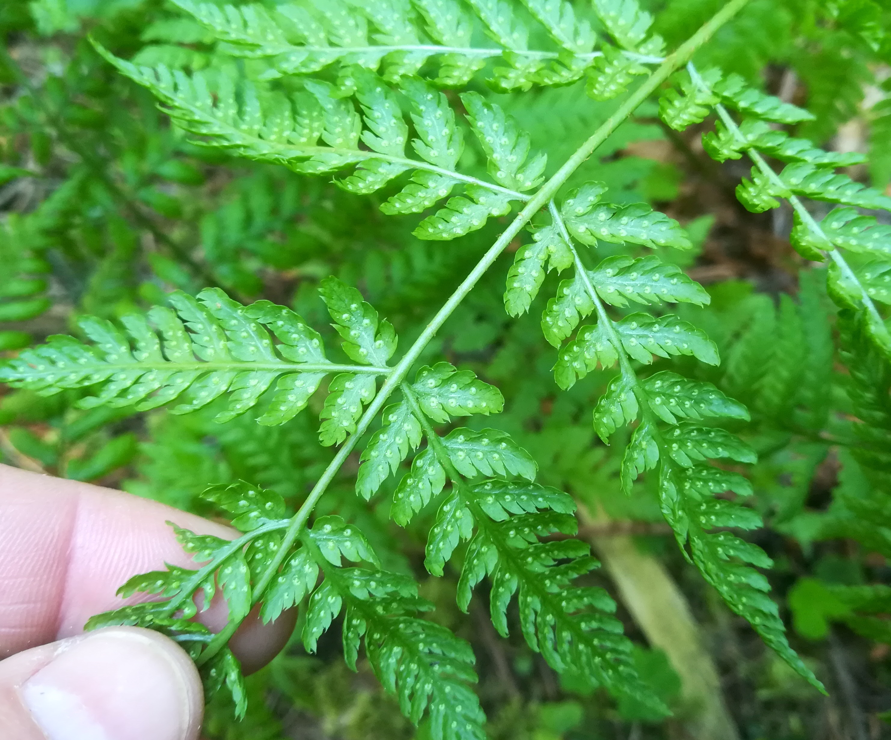 dryopteris cf. expansa rax bergstation_20200627_094944.jpg