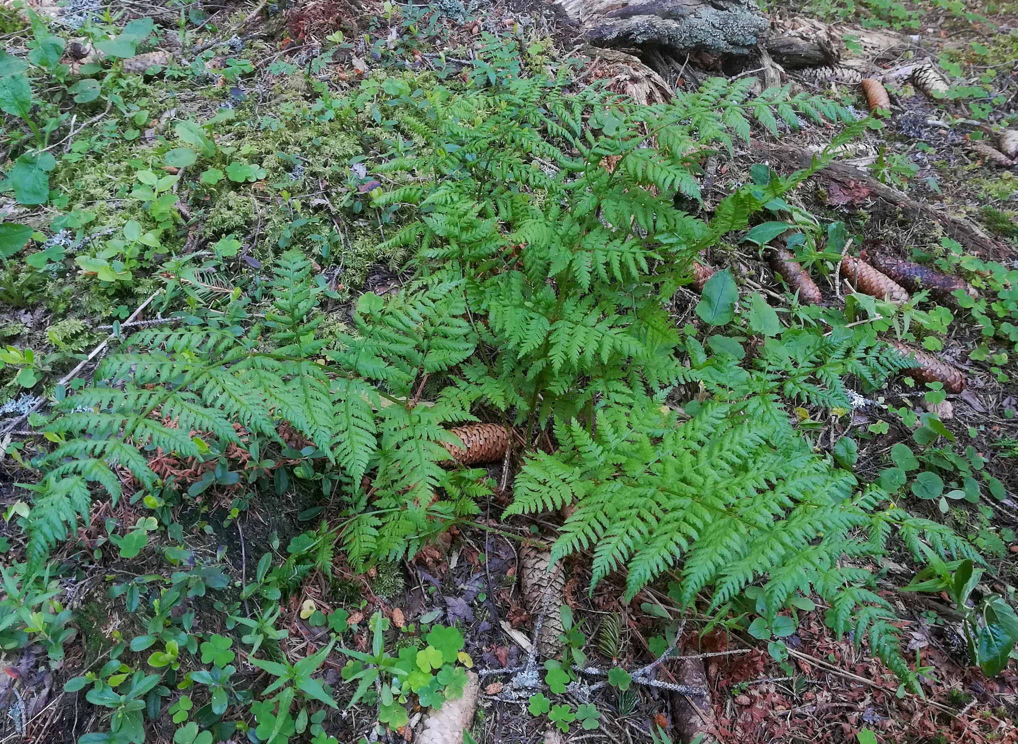 dryopteris cf. expansa rax bergstation_20200627_094957.jpg