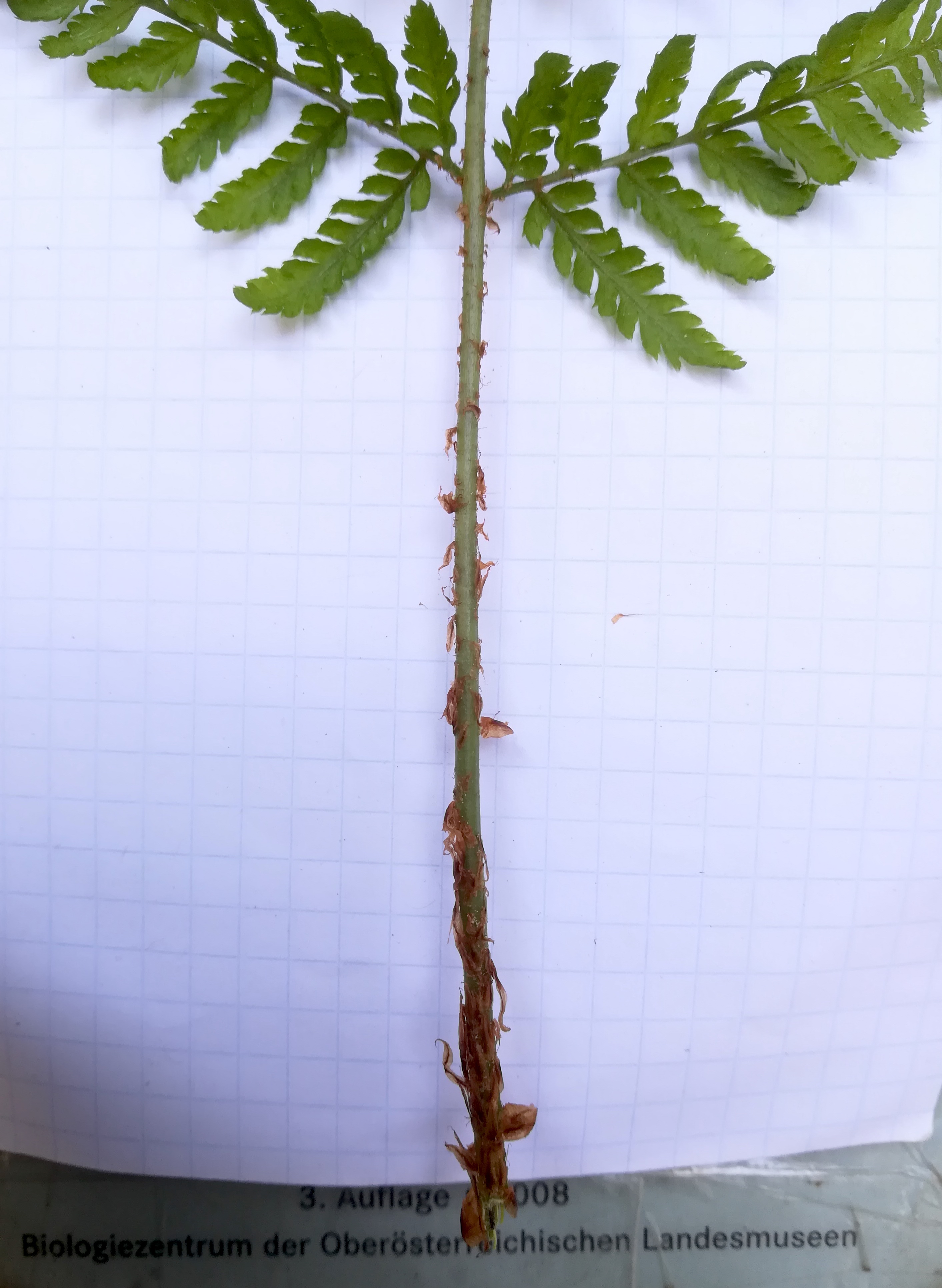 dryopteris cf. expansa rax bergstation_20200627_100600.jpg