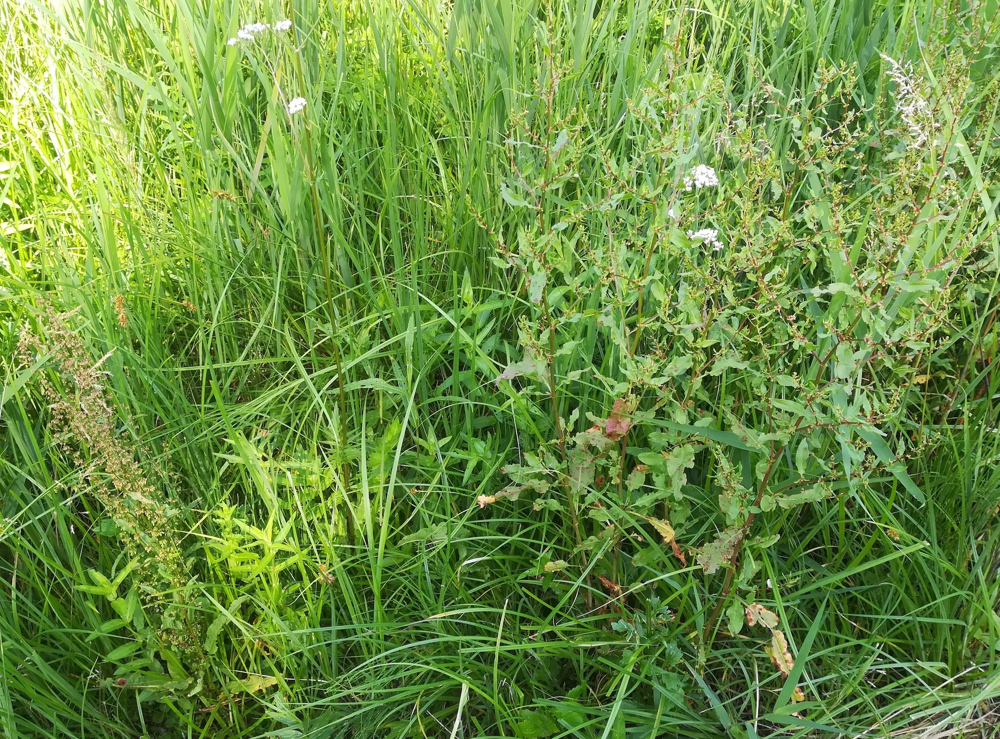 rumex sanguineus links und rumex conglomeratus trautmannsdorf_20200628_100349.jpg