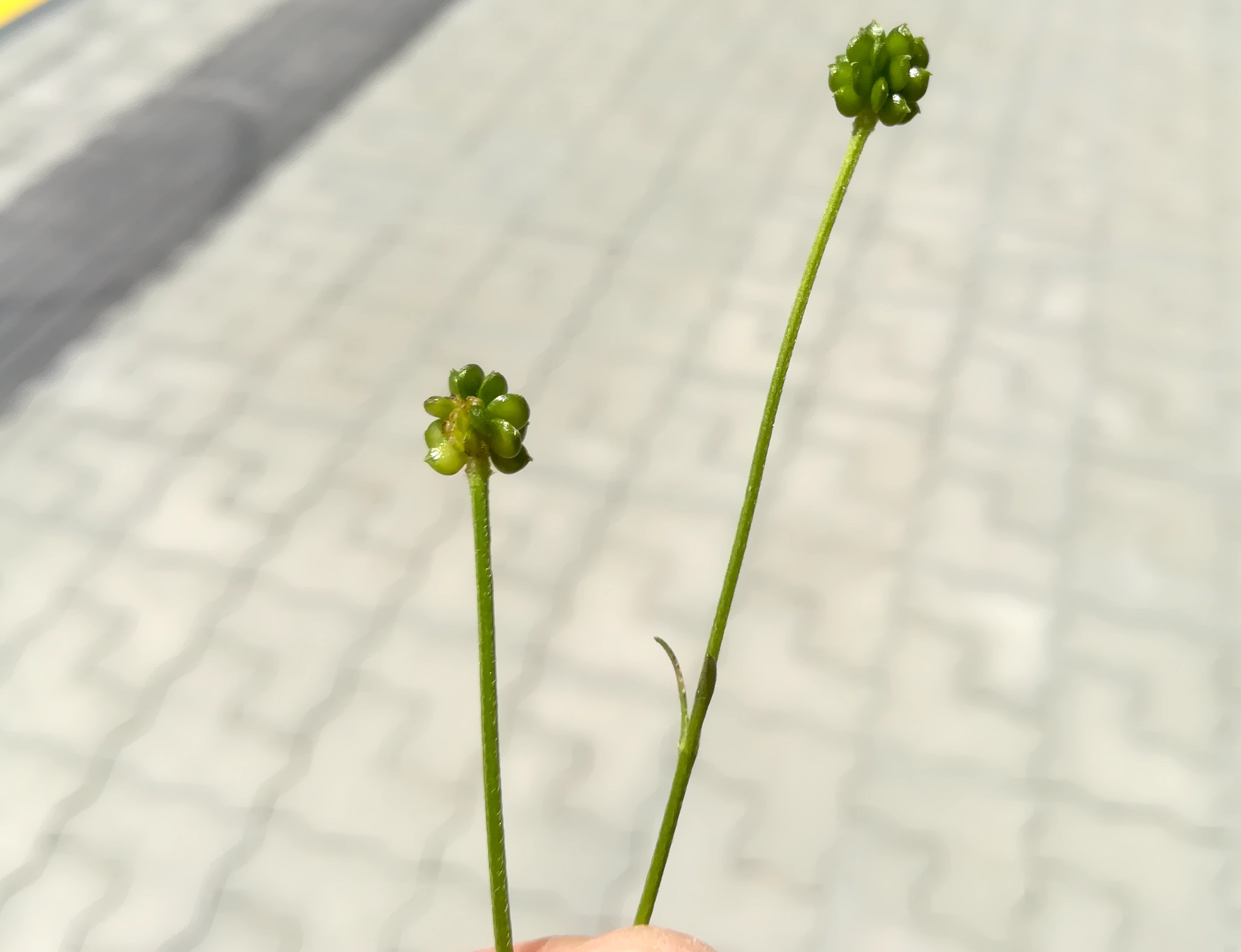 ranunculus polyanthemoides trautmannsdorf_20200628_123727.jpg