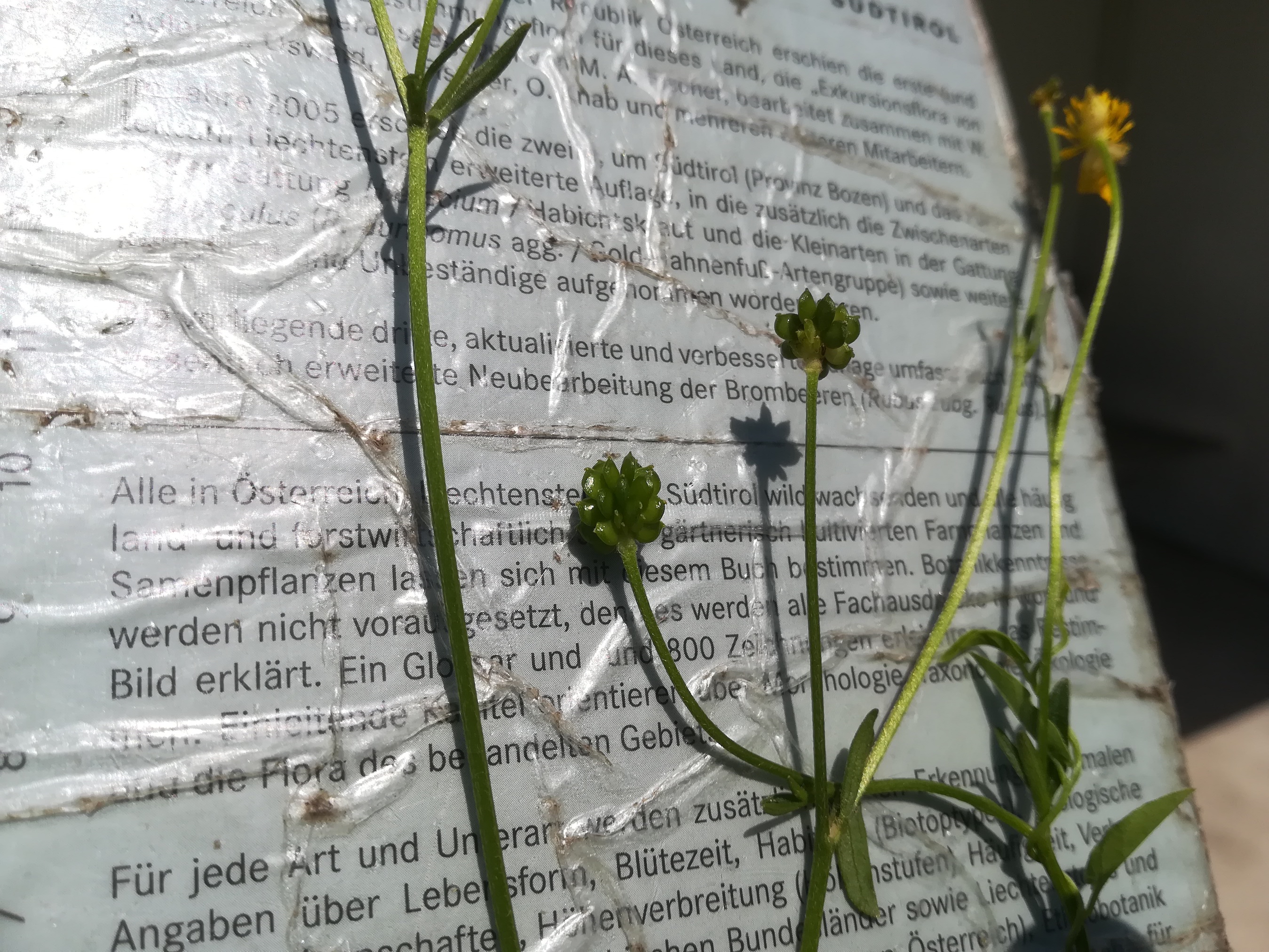 ranunculus polyanthemoides trautmannsdorf_20200628_123416.jpg