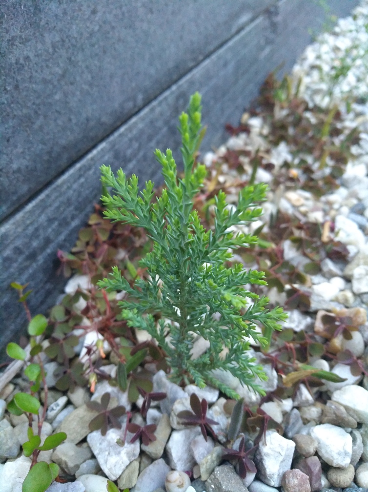 Juniperus_Treubach.jpg