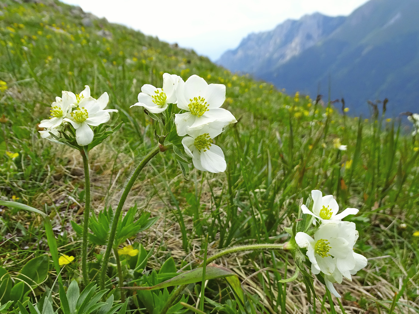 anemone narcissiflora_polster.jpg