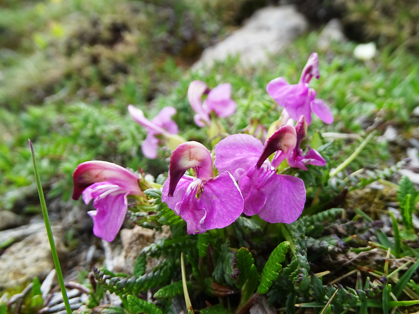 pedicularis rostratocapitata_polster.jpg