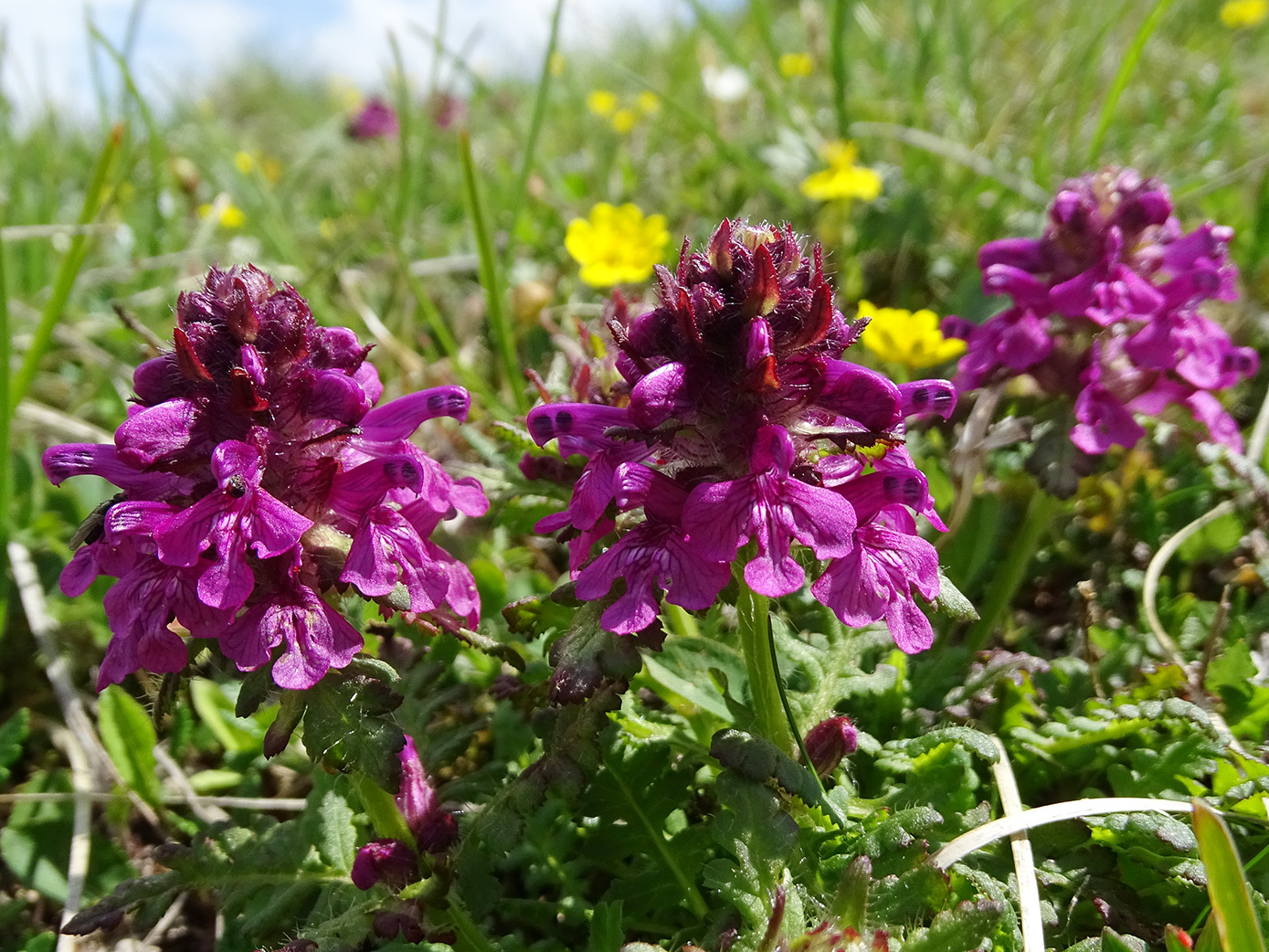 pedicularis verticillata_polster.jpg