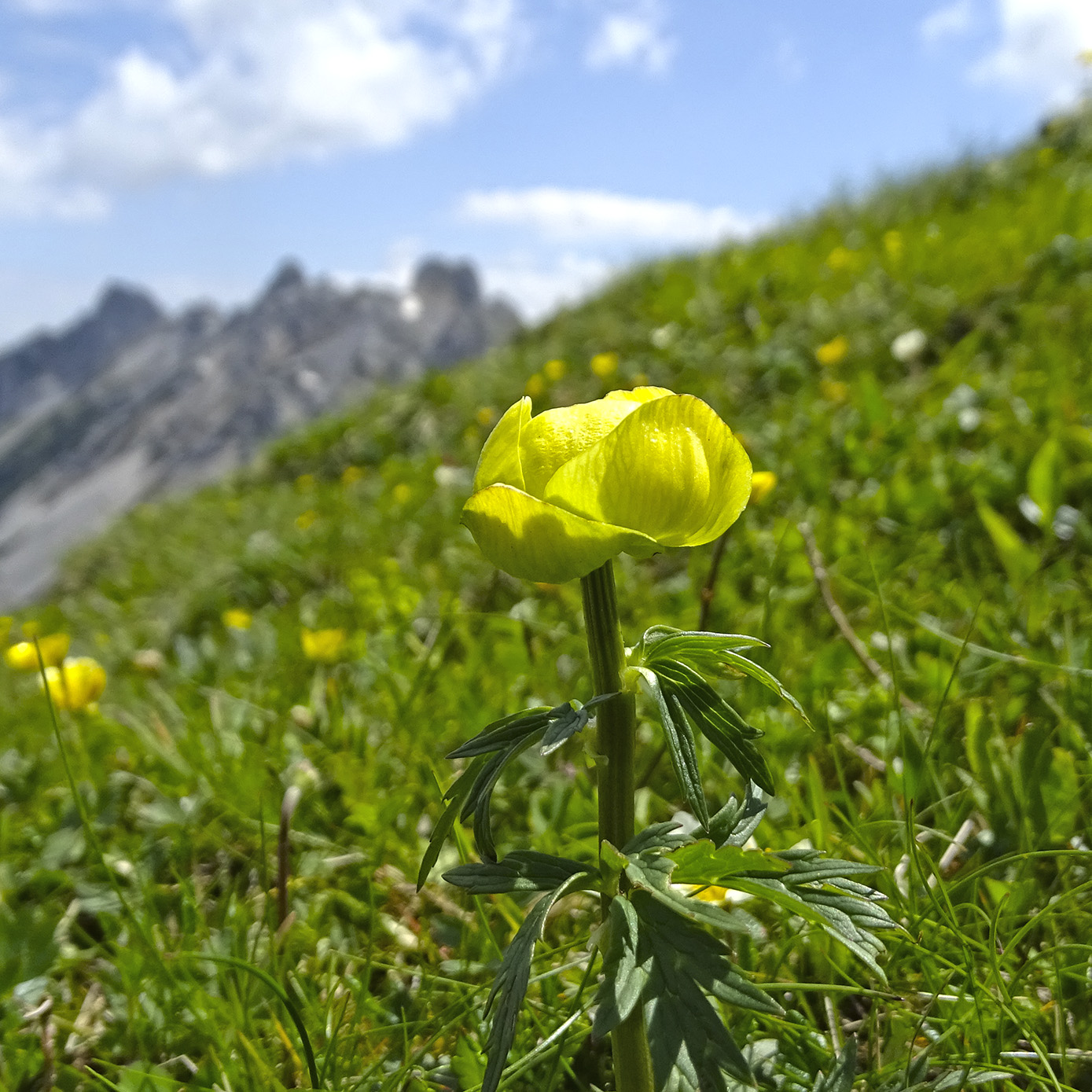 trollius europaeus_polster.jpg