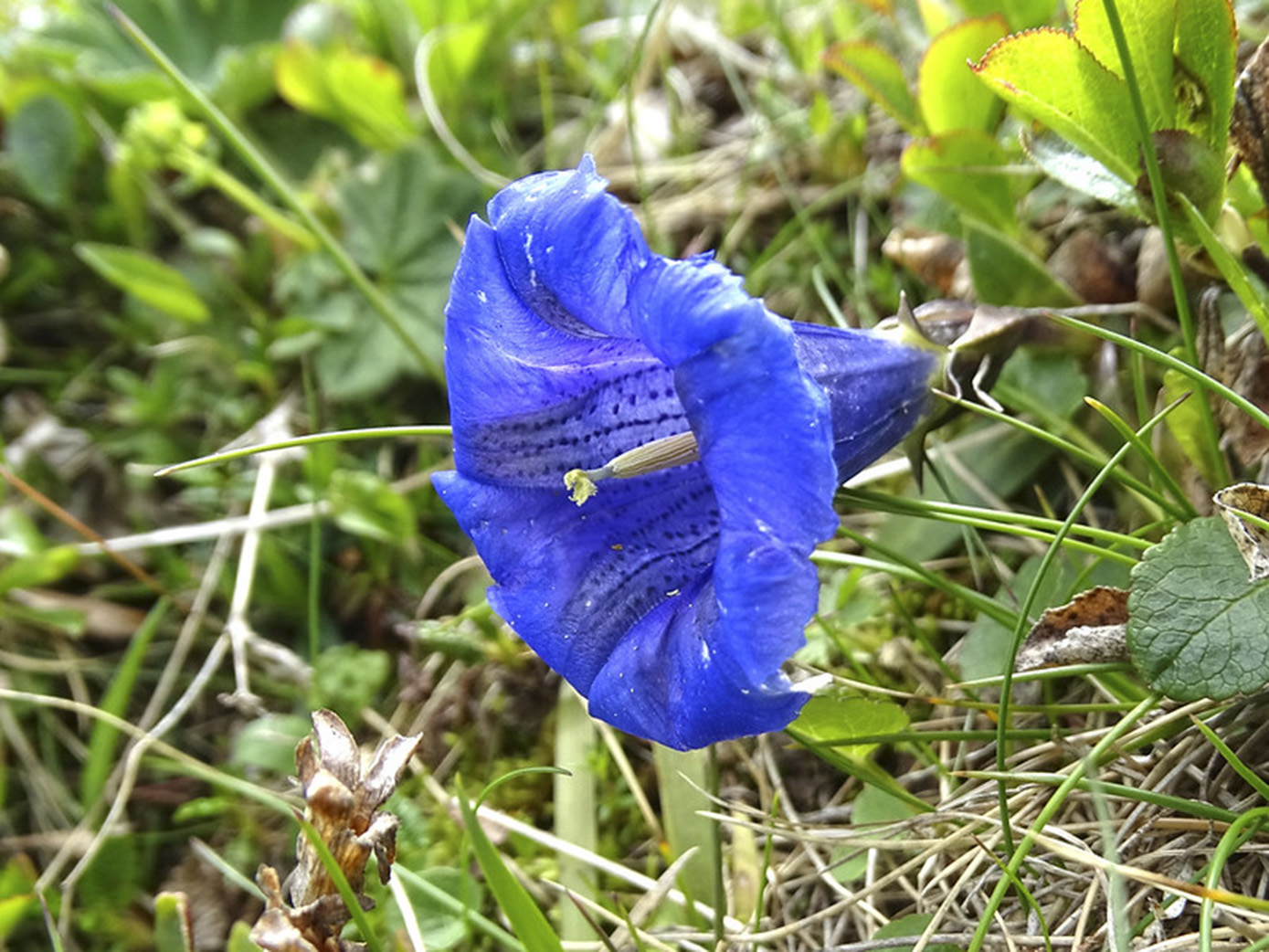 gentiana clusii_polster.jpg