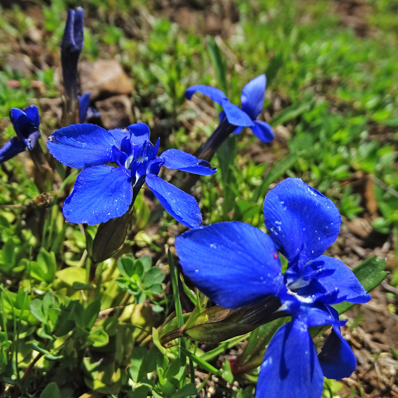 gentiana verna_polster.jpg