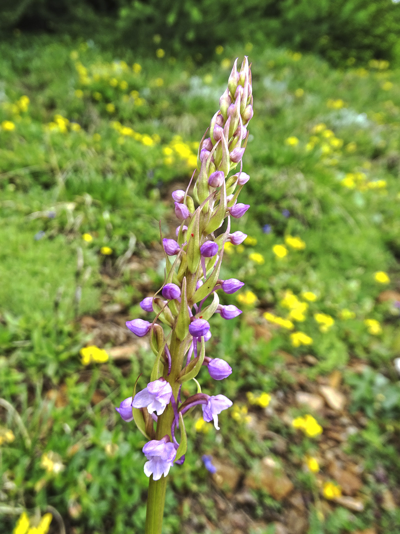 gymnadenia conopsea_polster.jpg