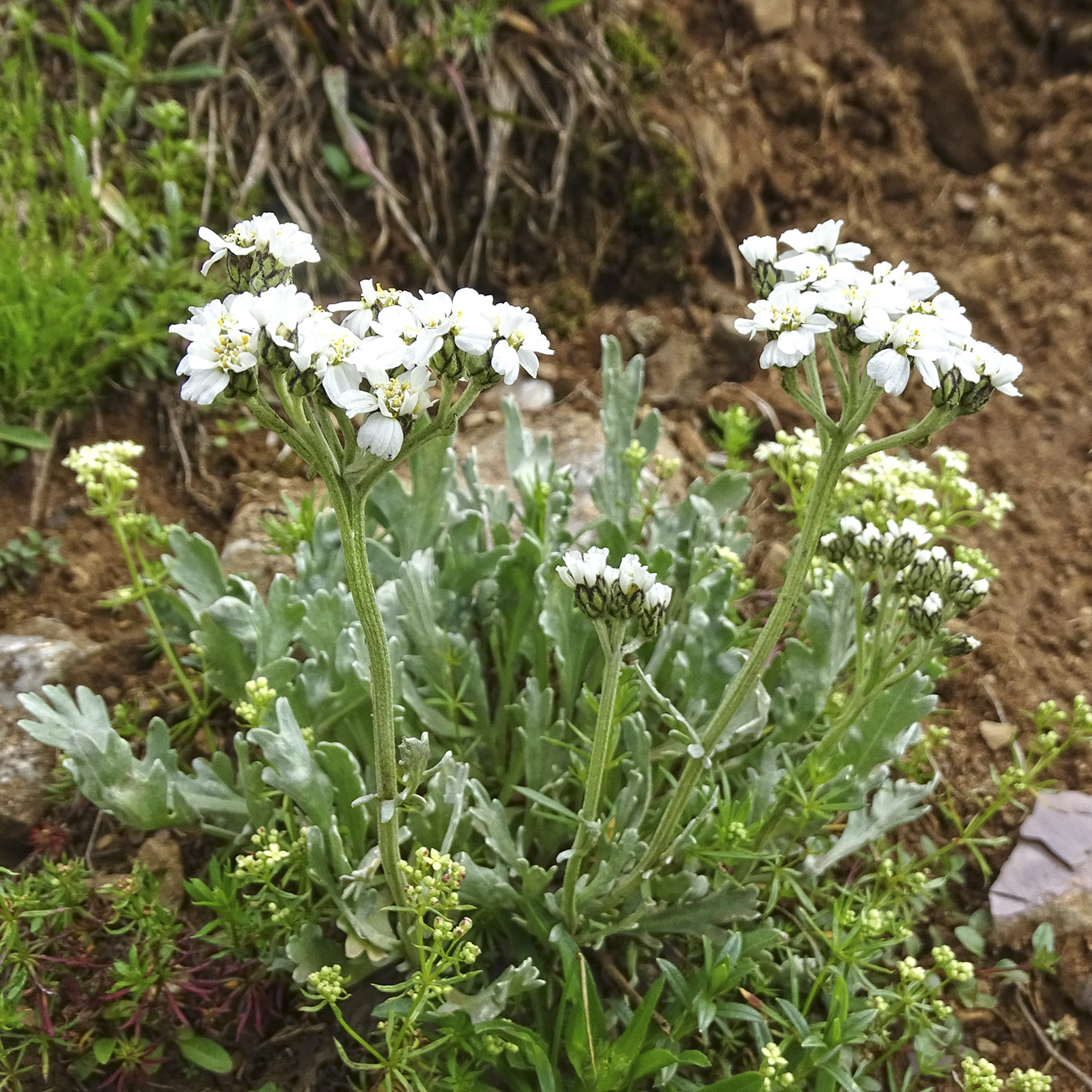 achillea clavennae_polster.jpg