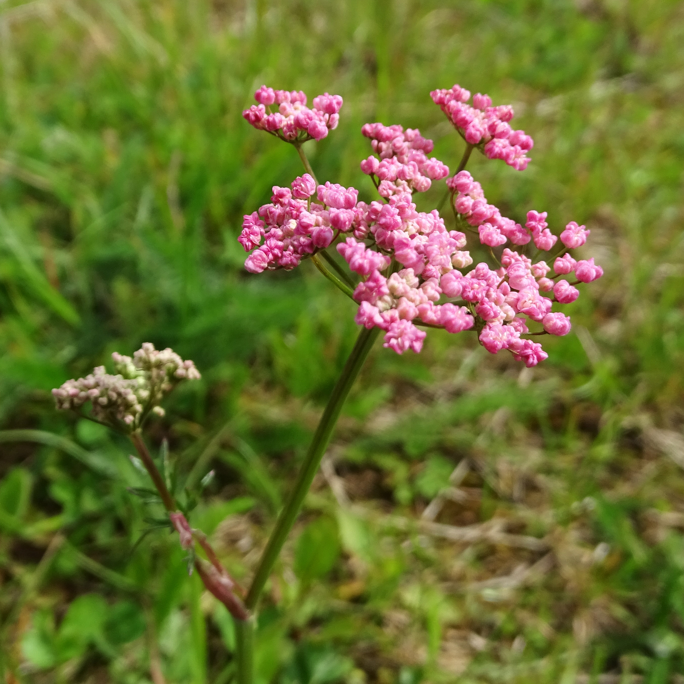 pimpinella major rubra_polster.jpg