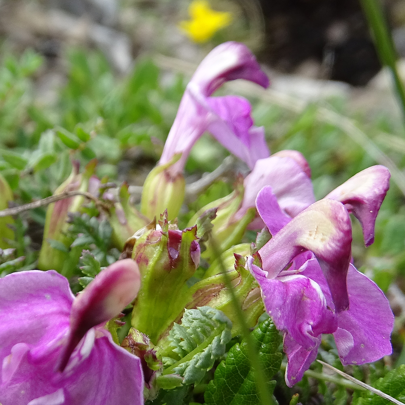 Pedicularis portenschlagii.jpg