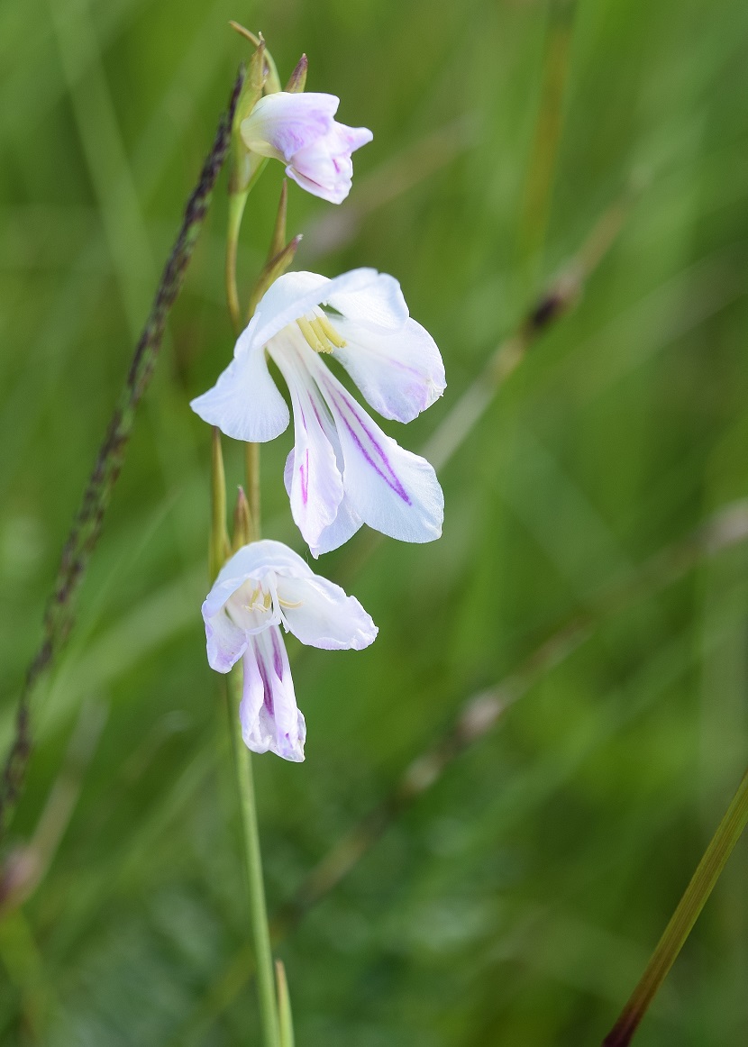 Gramatneusiedl - 26062020-(68) - Gladiolus palustris - Sumpf Siegwurz - Alba.JPG