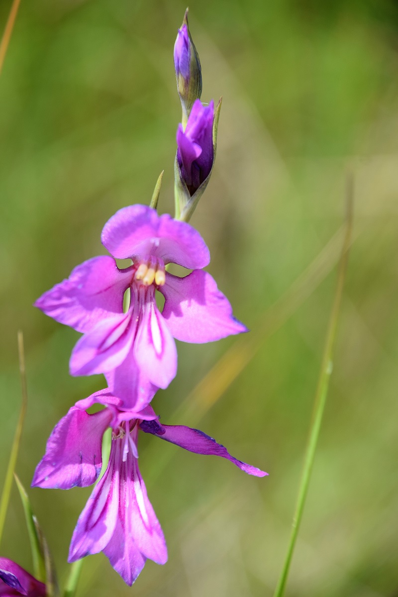 Gramatneusiedl - 26062020-(7) - Gladiolus palustris - Sumpf Siegwurz.JPG