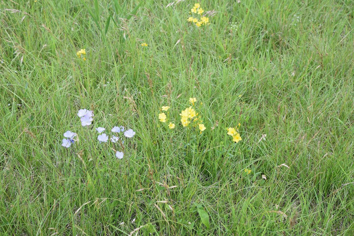 Gramatneusiedl - 26062020-(92) - Linum flavum - Gelb-Lein und Linum hirsutum - Zotten Lein.JPG