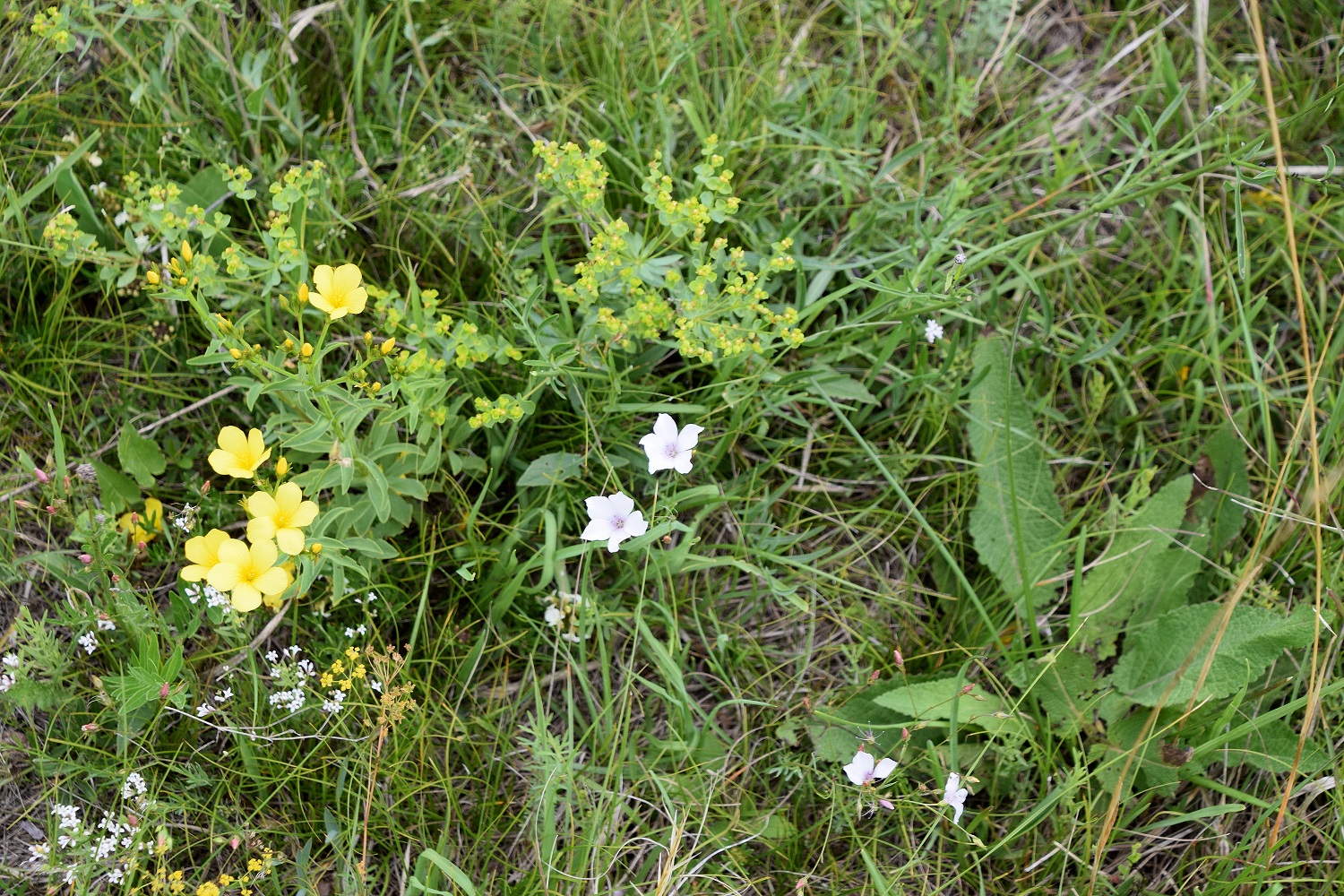 Gramatneusiedl - 26062020-(123) - Linum flavum - Gelb-Lein und Linum tenuifolium - Schmalblatt-Lein.JPG