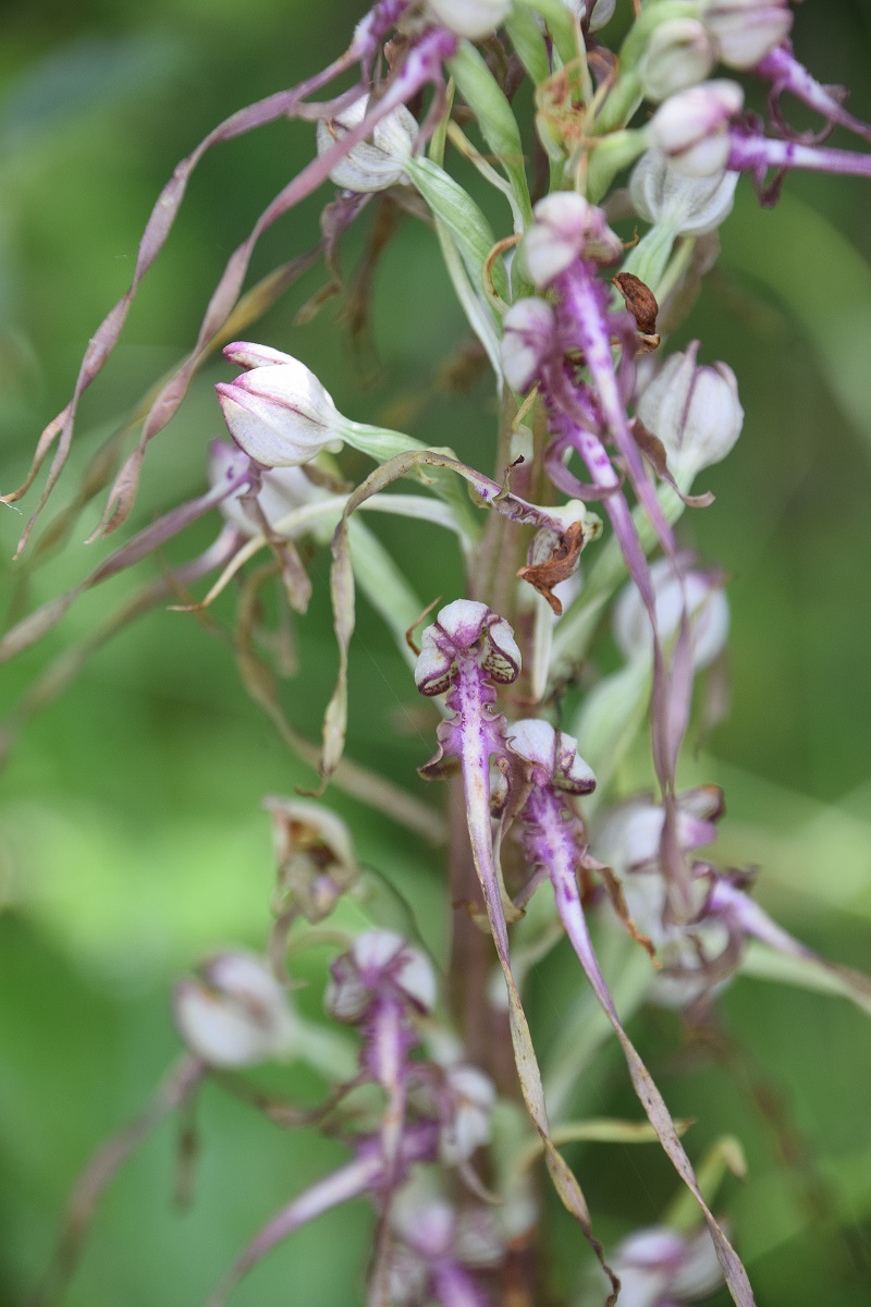 Stotzing - Heide-26062020-(63) - Himantoglossum adriaticum - Adria-Riemenzunge.JPG