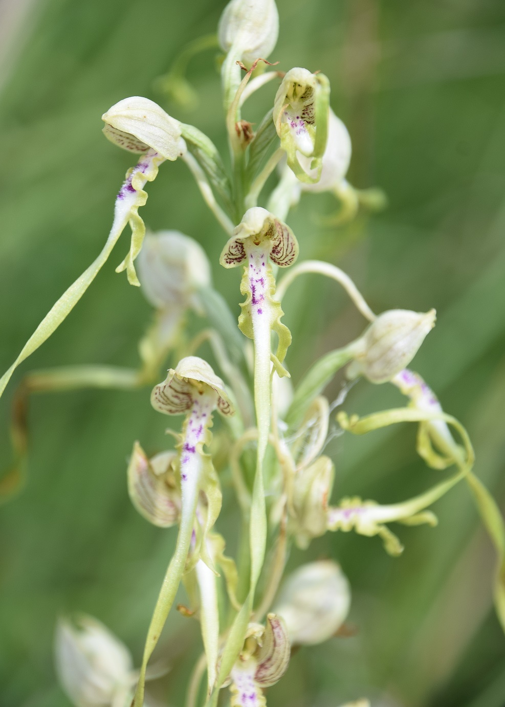 Stotzing - Heide-26062020-(68) - Himantoglossum adriaticum - Adria-Riemenzunge.JPG