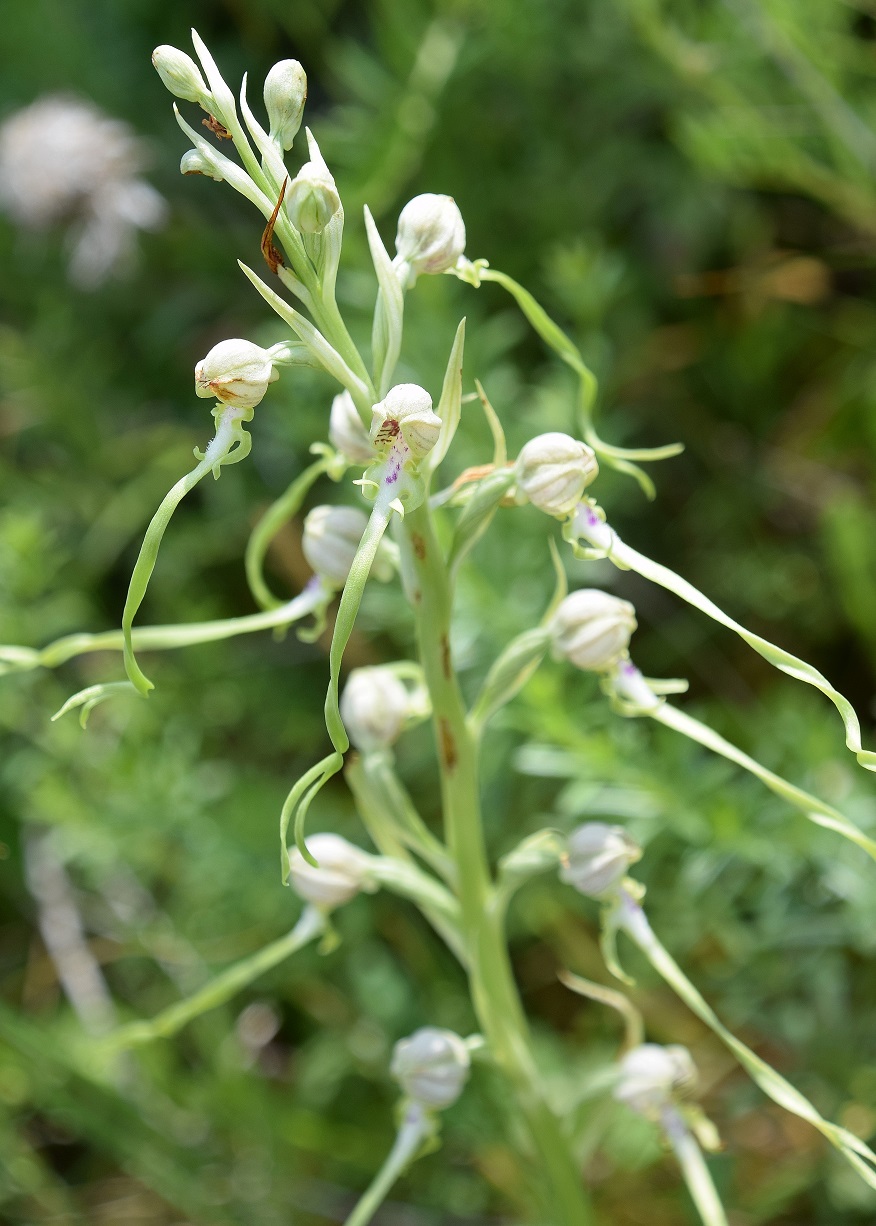 Stotzing - Heide-26062020-(78) - Himantoglossum adriaticum - Adria-Riemenzunge.JPG