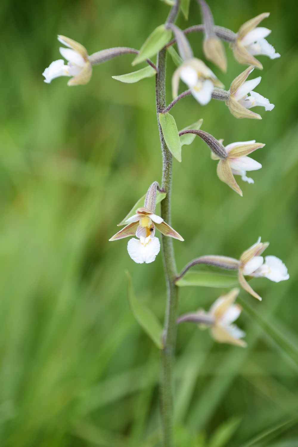 Stotzing-Frohnwiese-26062020-(58) - Epipactis palustris - Sumpf-Ständelwurz.JPG