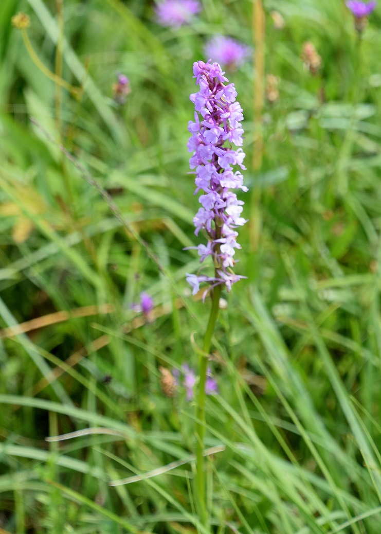 Stotzing-Frohnwiese-26062020-(15) - Gymnadenia conopsea subsp. densiflora - Dichtblütige Mücken-Händelwurz.JPG