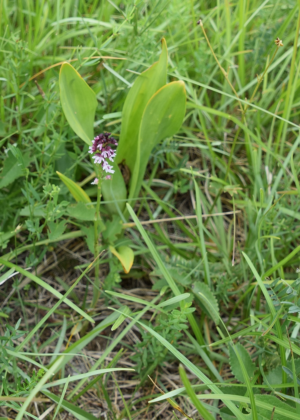 Stotzing-Frohnwiese-26062020-(54) - Neotinea ustulata ssp. aestivalis - Sommer Brandknabenkraut.JPG