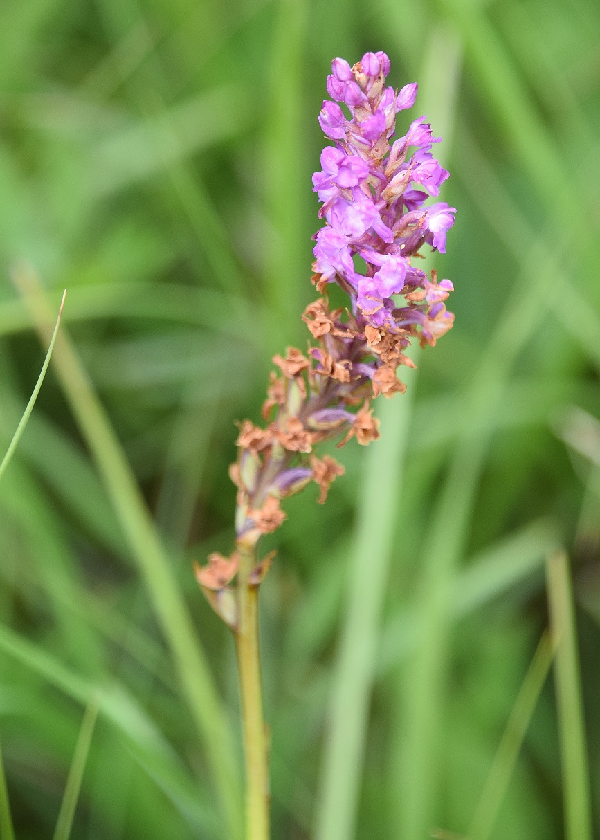 Stotzing-Frohnwiese-26062020-(61) - Gymnadenia odoratissima - Duft-Händelwurz.JPG