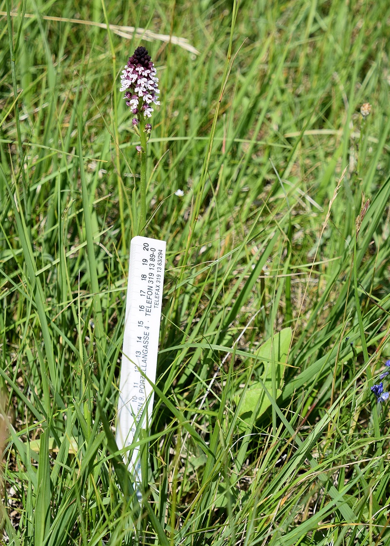 Gramatneusiedl - 26062020-(16) - Neotinea ustulata ssp. aestivalis - Sommer Brandknabenkraut.JPG