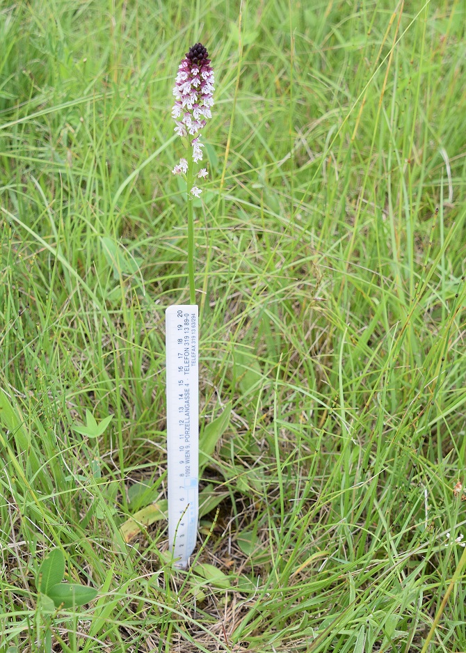 Gramatneusiedl - 26062020-(88) - Neotinea ustulata ssp. aestivalis - Sommer Brandknabenkraut.JPG