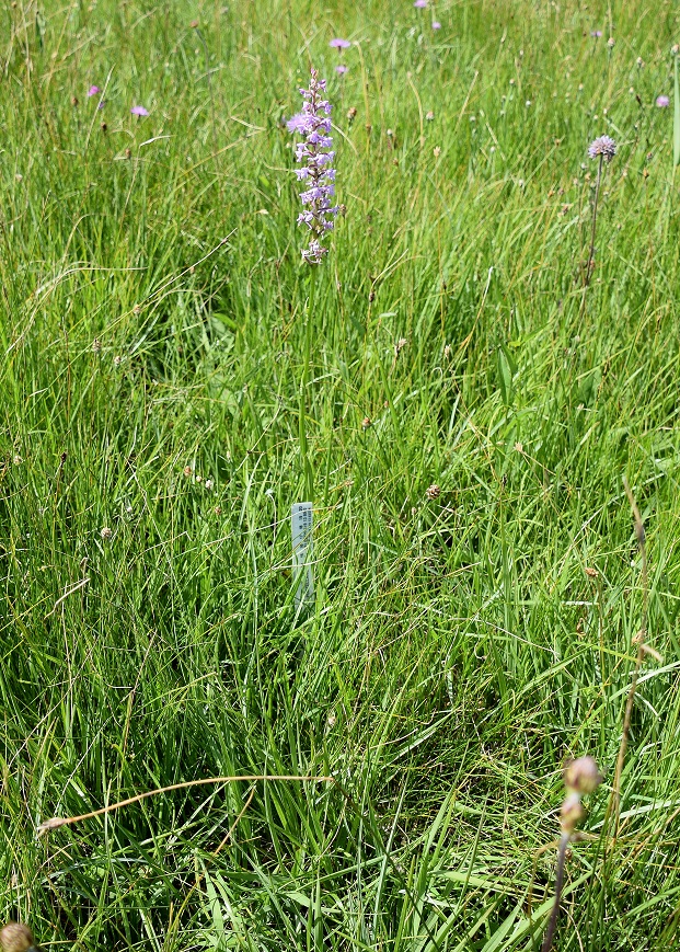 Gramatneusiedl - 26062020-(62) - Gymnadenia conopsea subsp. densiflora - Dichtblütige Mücken-Händelwurz.JPG