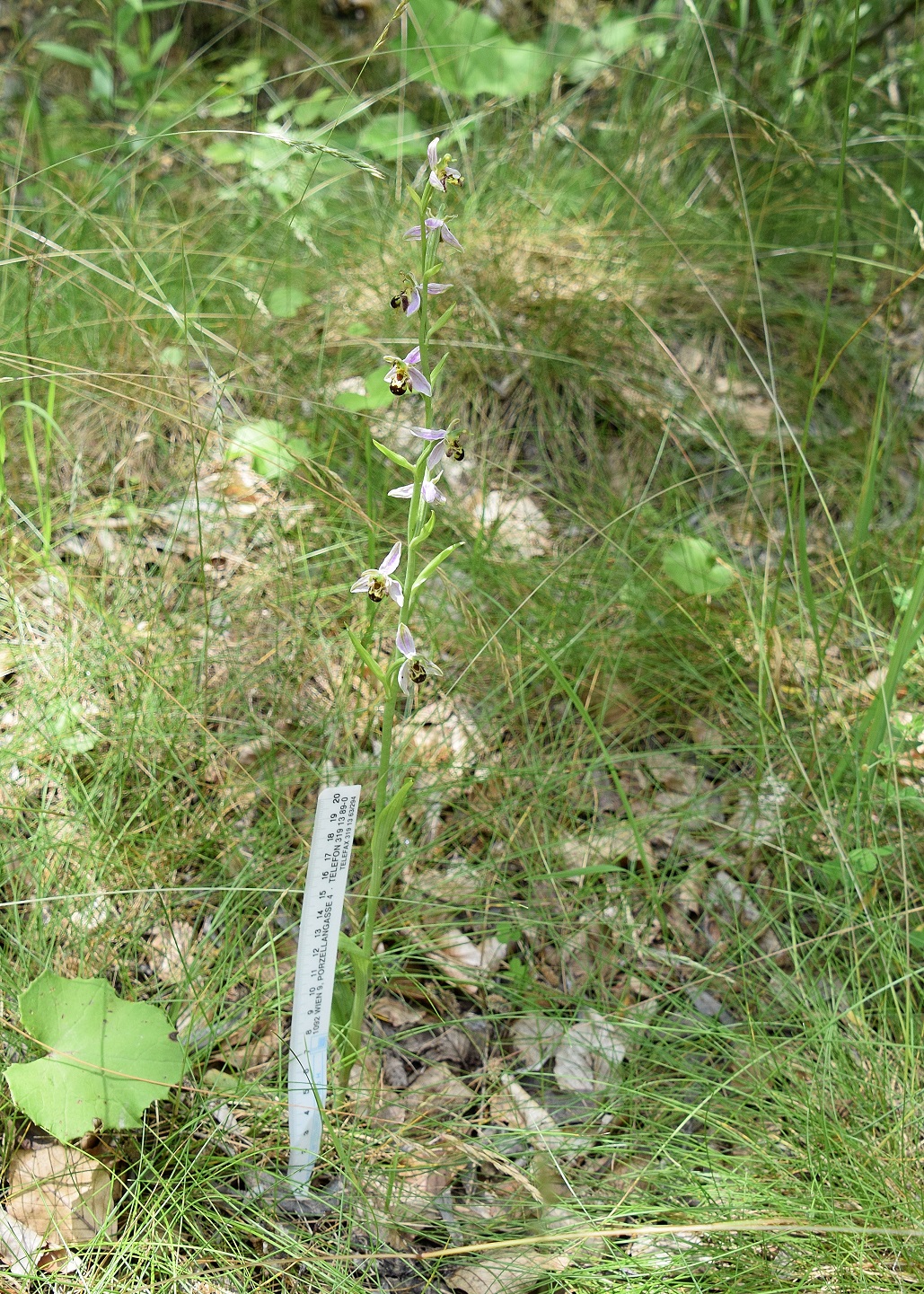 T-27062020-(55) - Ophrys apifera - Bienen-Ragwurz.JPG