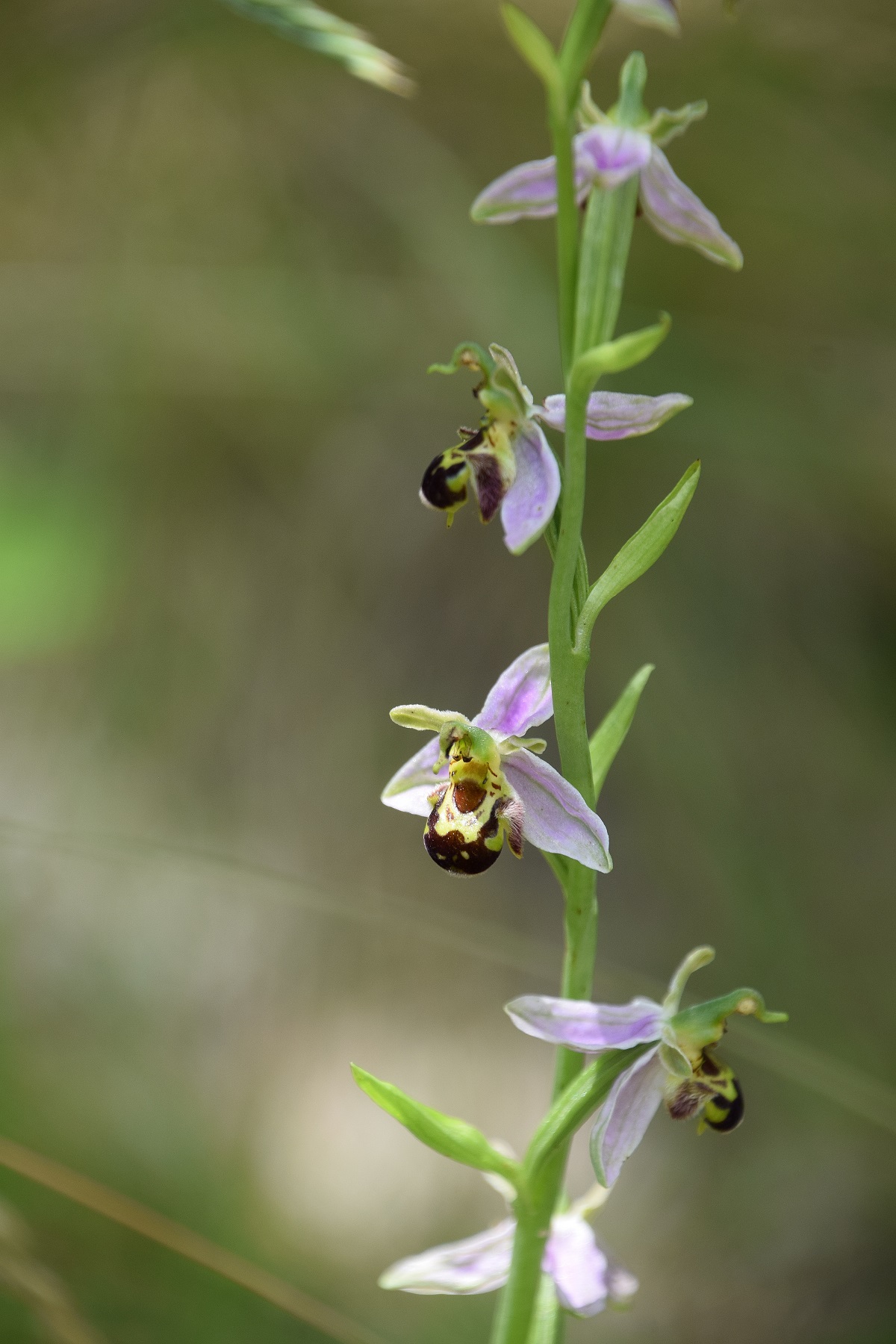 T-27062020-(56) - Ophrys apifera - Bienen-Ragwurz.JPG