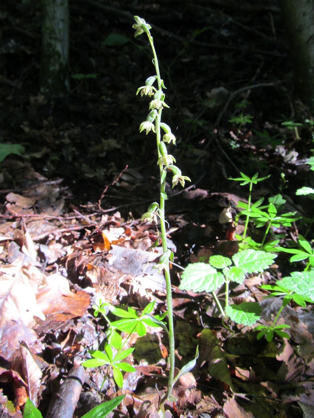 IMG_9584  Epipactis microphylla, Berghofwald,Lilienfeld.JPG