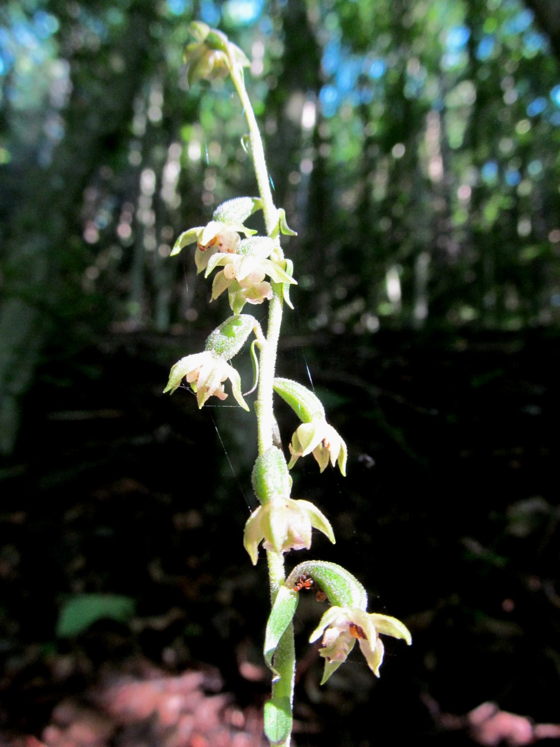 IMG_9586 Epipactis microphylla, Berghofwald,Lilienfeld.JPG