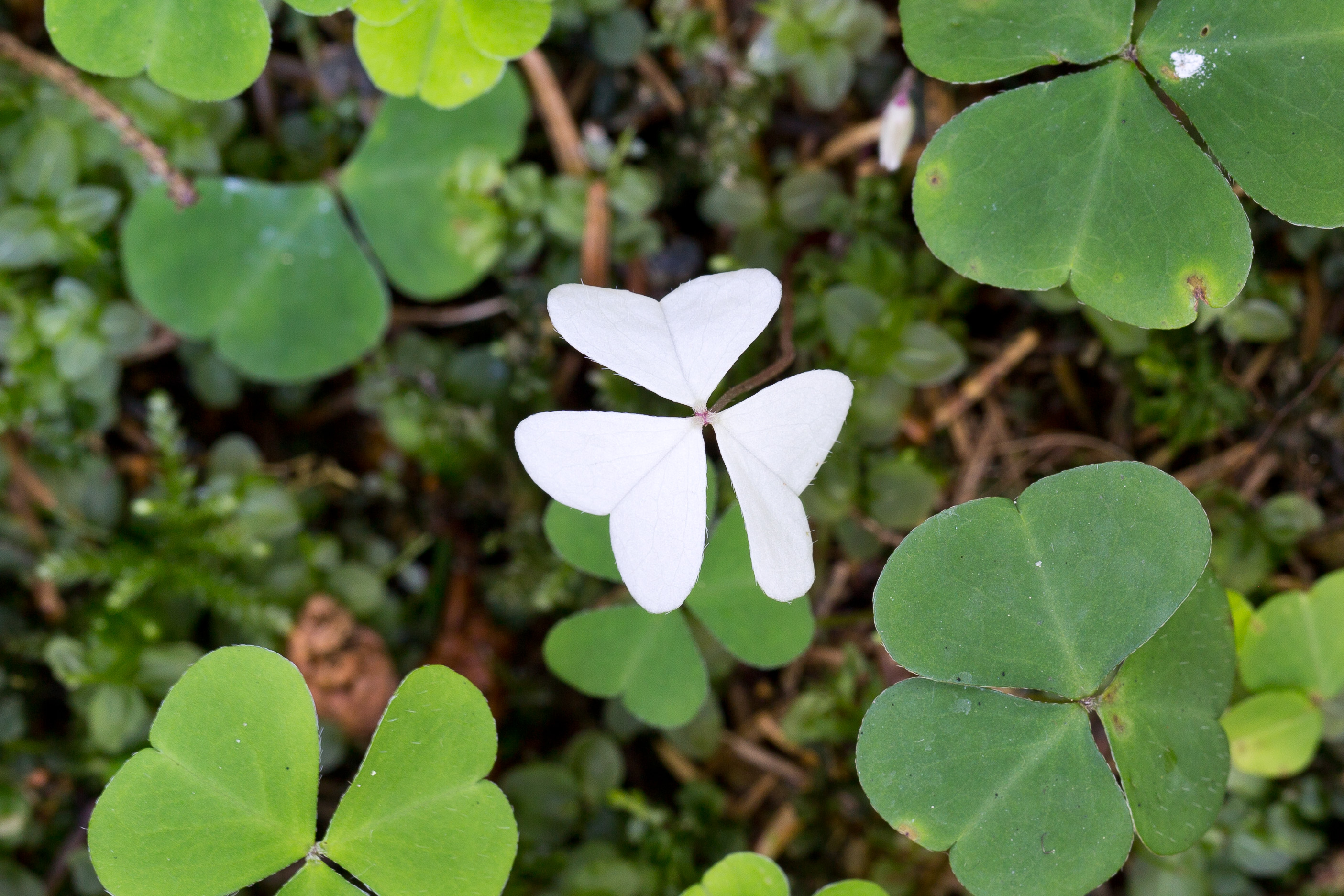 Oxalidaceae_Oxalis acetosella weiß.jpg