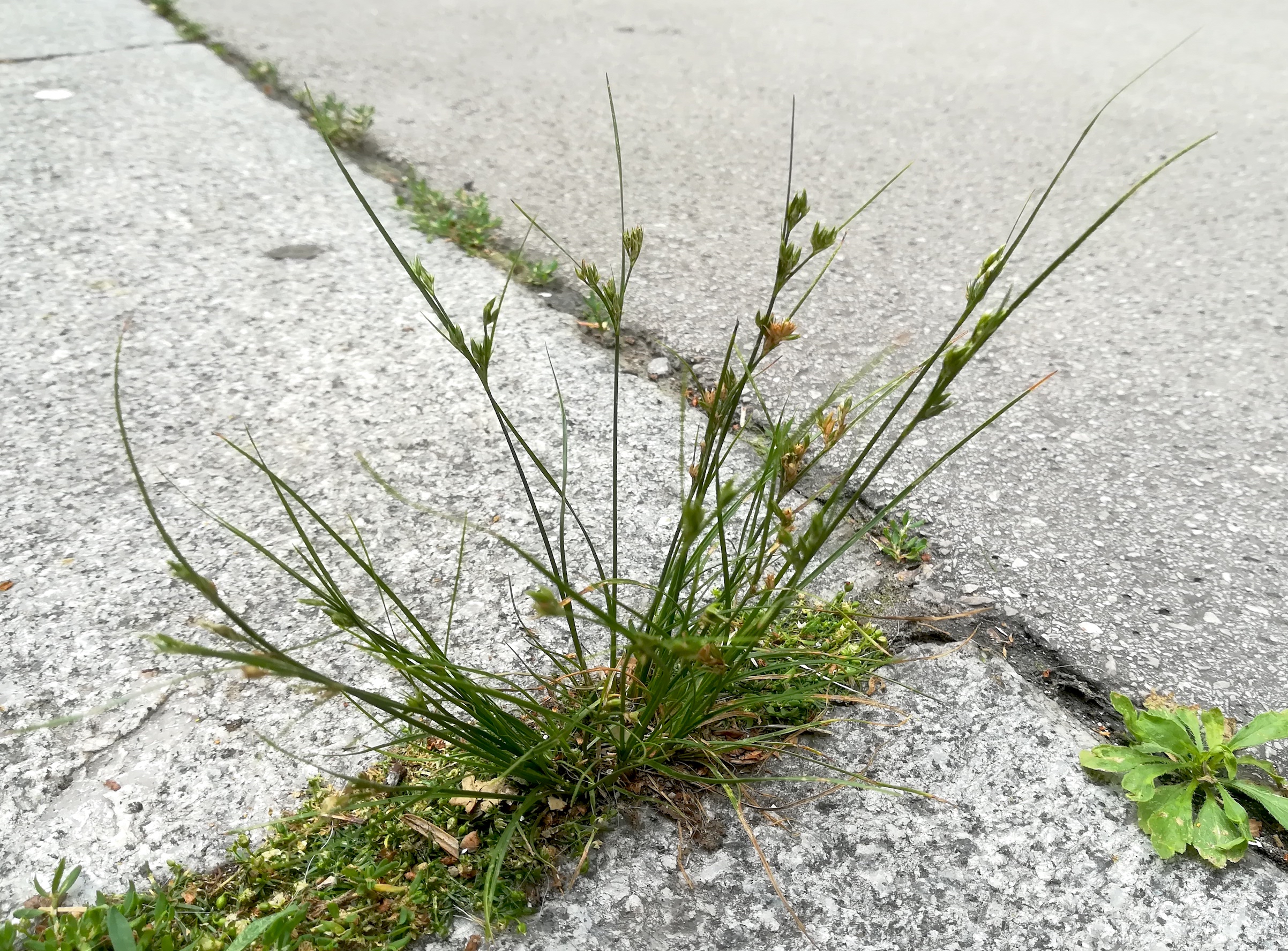 juncus tenuis castelligasse_20200701_153724.jpg