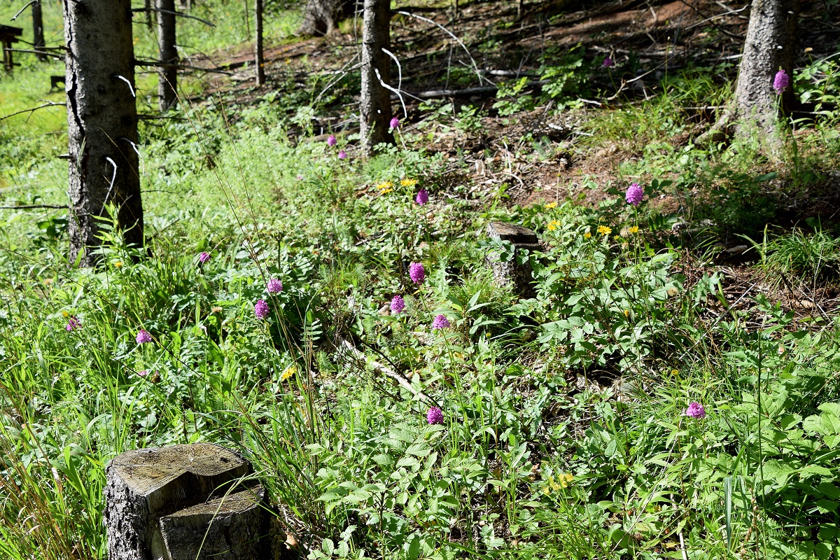 Gscheid-30062020-(26) - Anacamptis pyramidalis - Kamm-Hundswurz - Pyramidenorchis.JPG