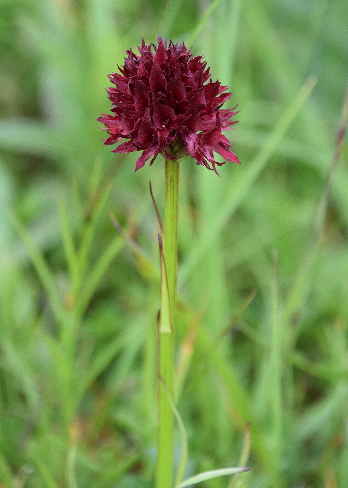 Tirolerkogel-30062020-(212) - Lindkogel - Nigritella austriaca - Österreich-Kohlröschen.JPG