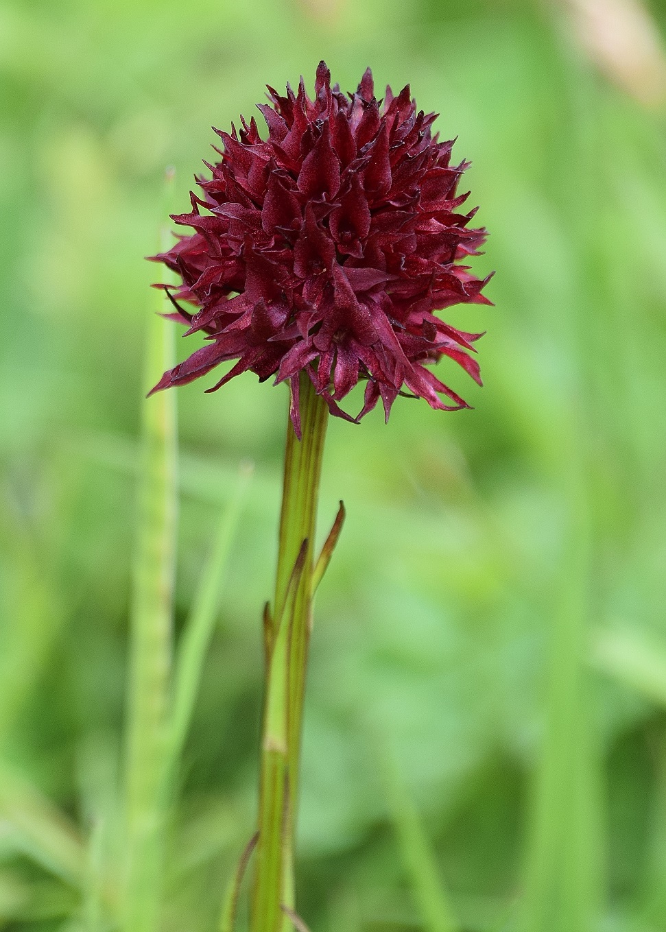 Tirolerkogel-30062020-(255) -  - Nigritella austriaca - Österreich-Kohlröschen.JPG