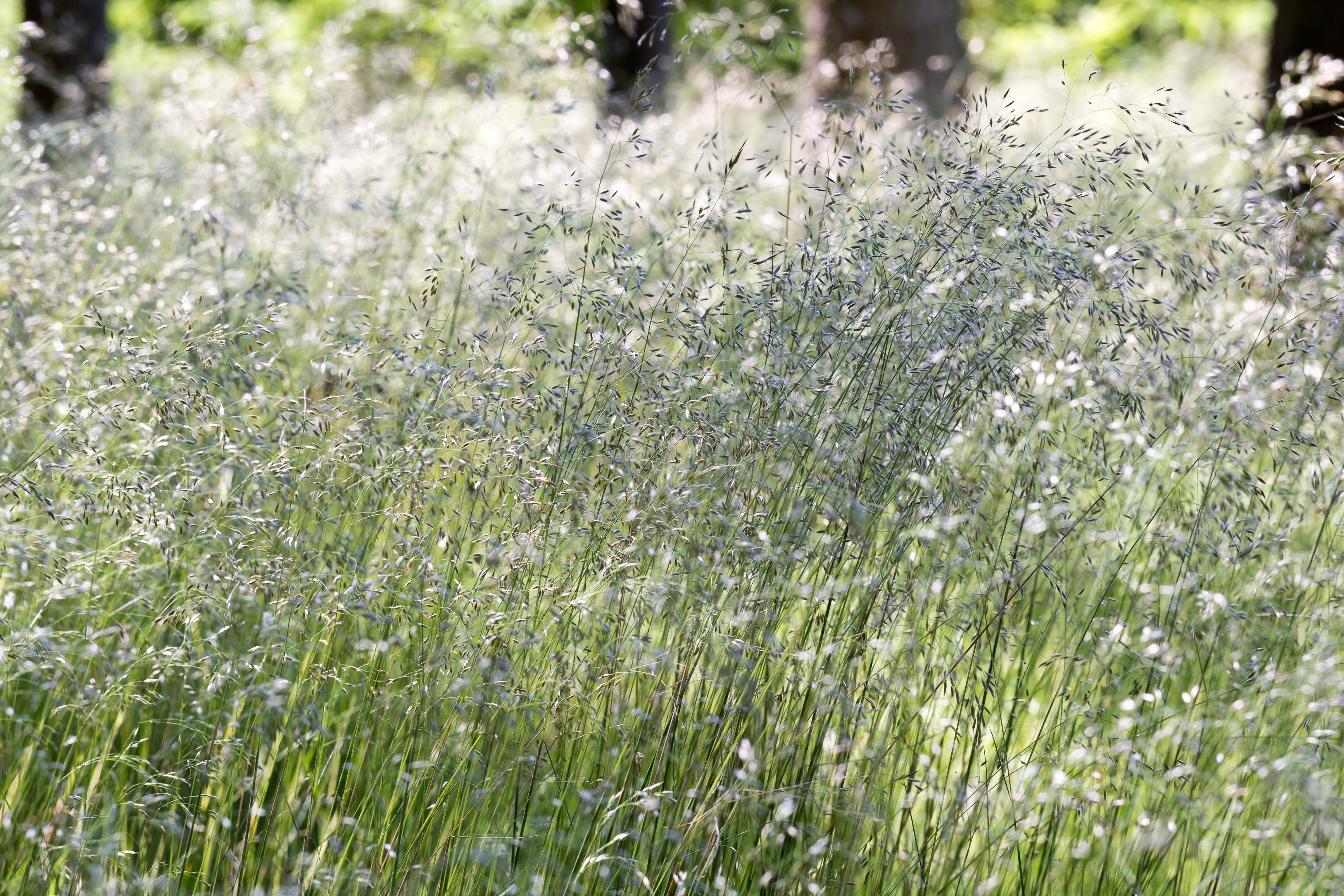 Poaceae_Avenella flexuosa 1-2.jpg