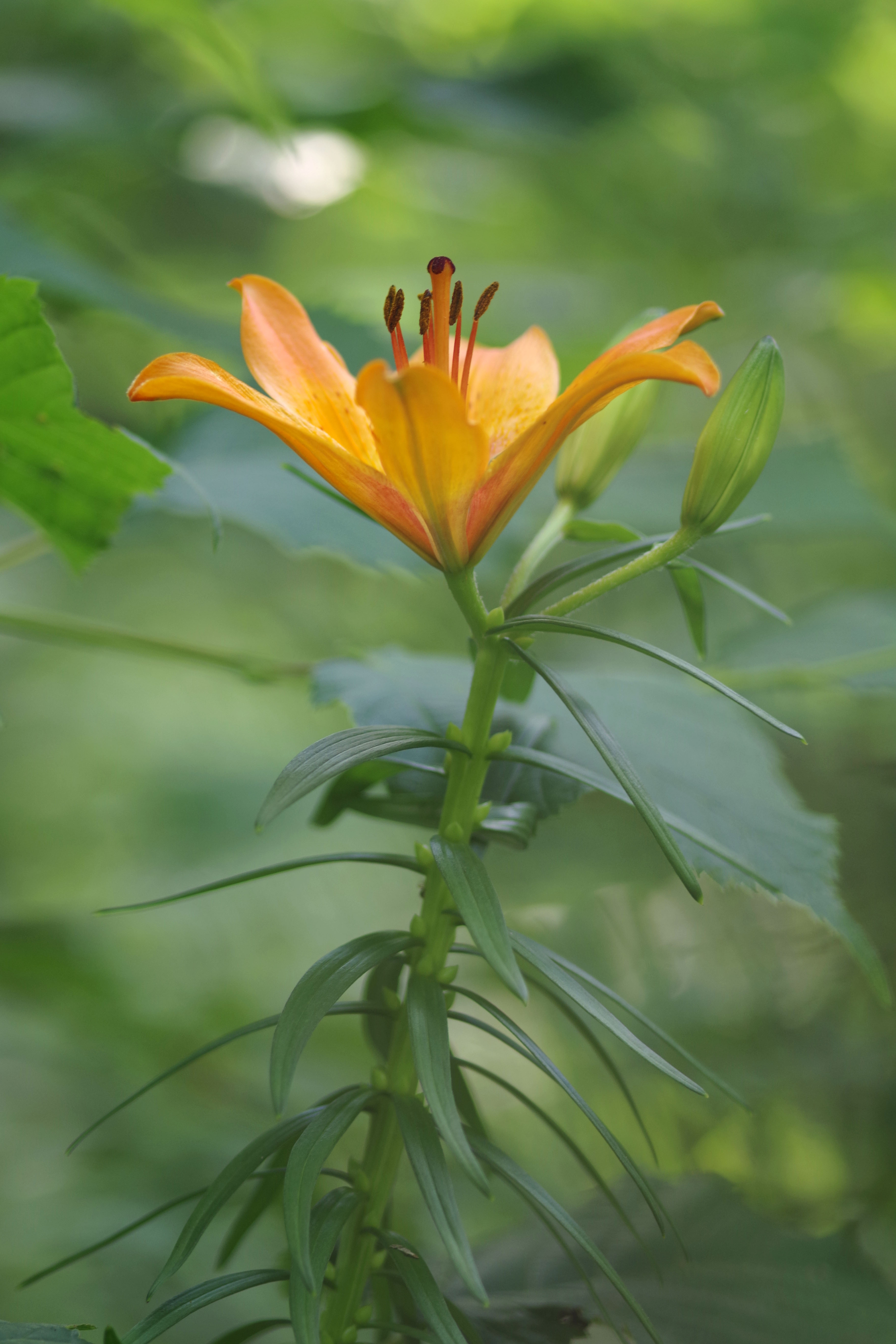 Lilium bulbiferum2.jpg