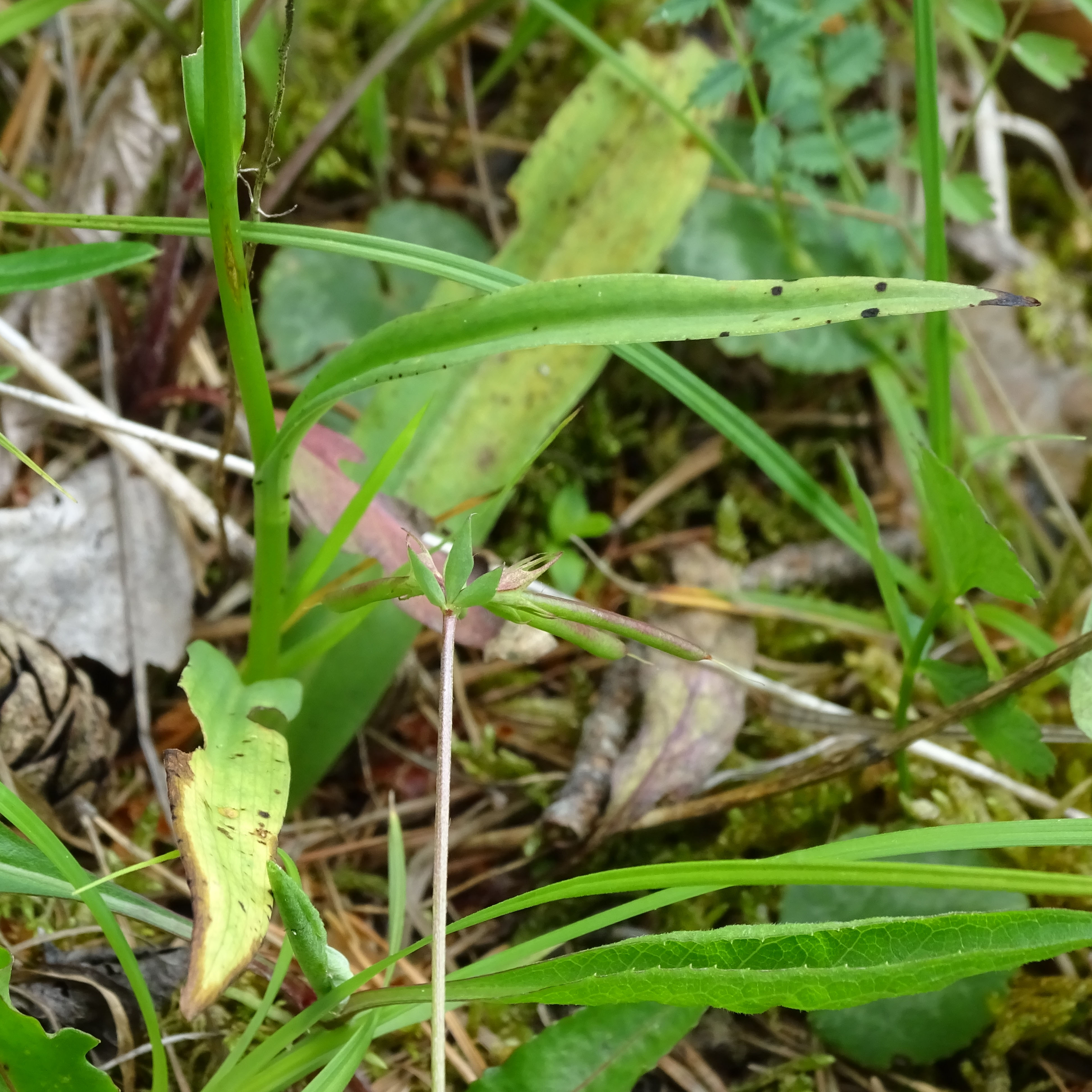 Dactylorhiza fuchsii_Pleschkogel3.jpg