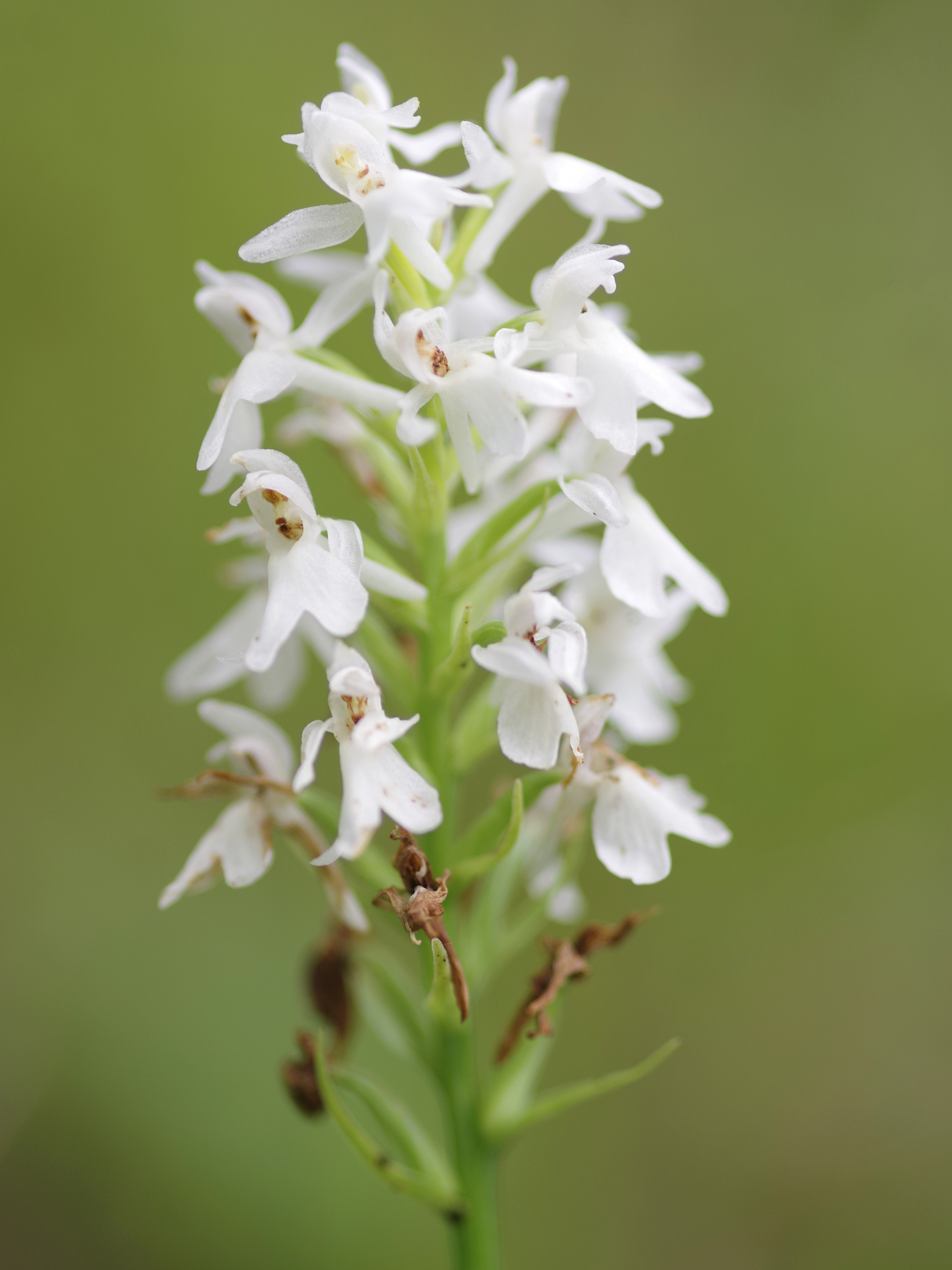 Dactylorhiza fuchsii_Pleschkogel2.jpg