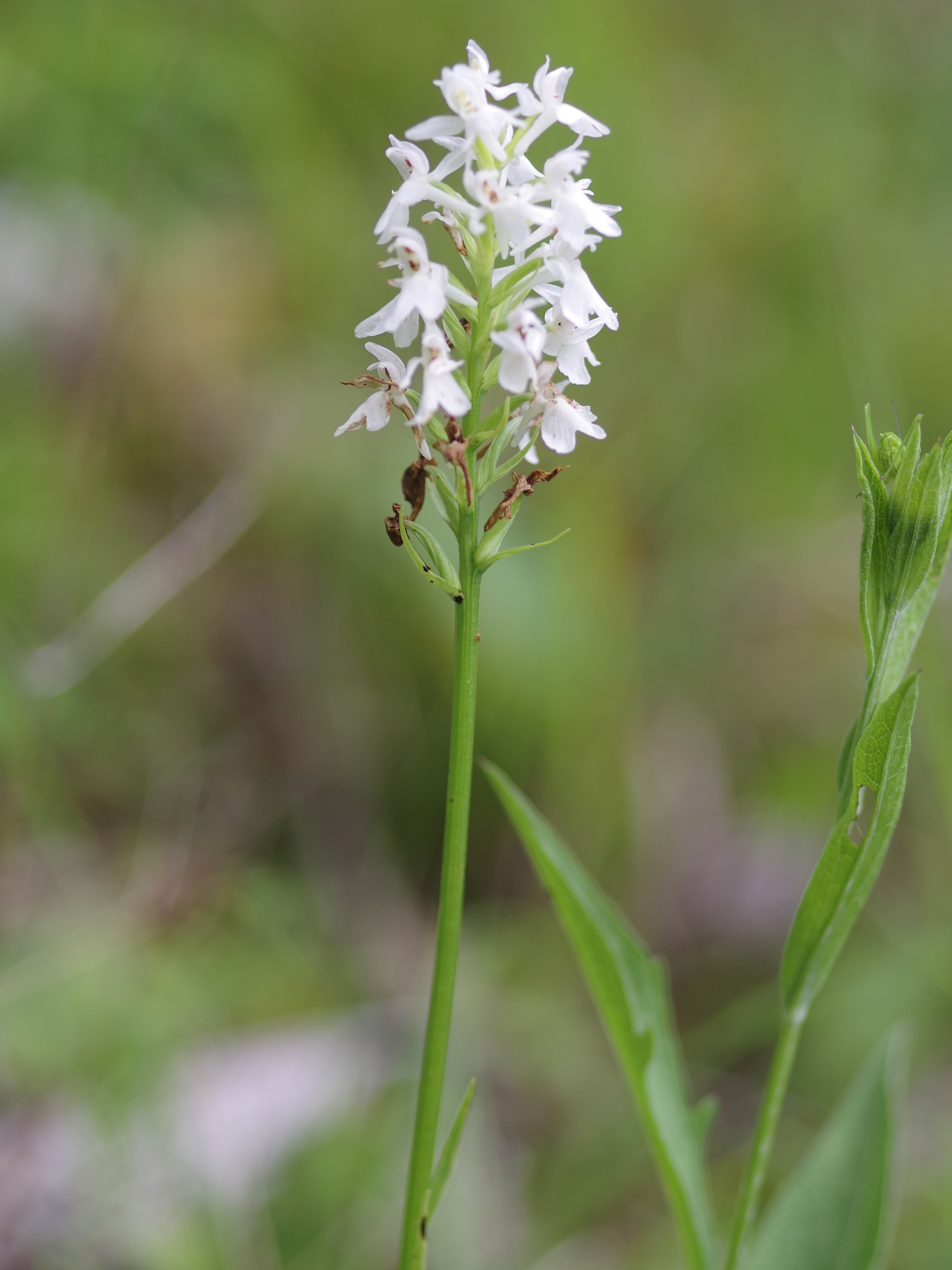 Dactylorhiza fuchsii_Pleschkogel.jpg