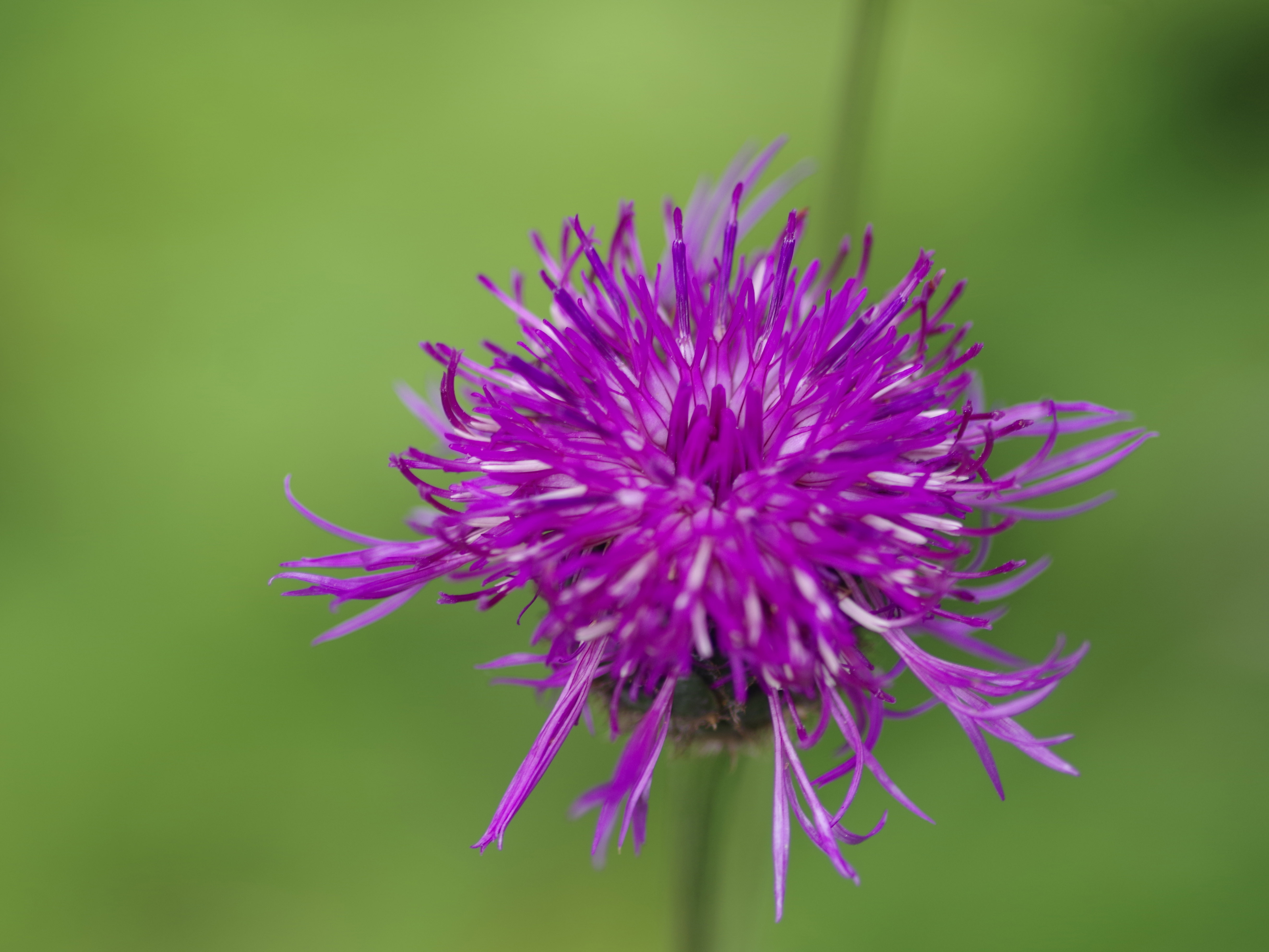 Centaurea scabiosa1.jpg