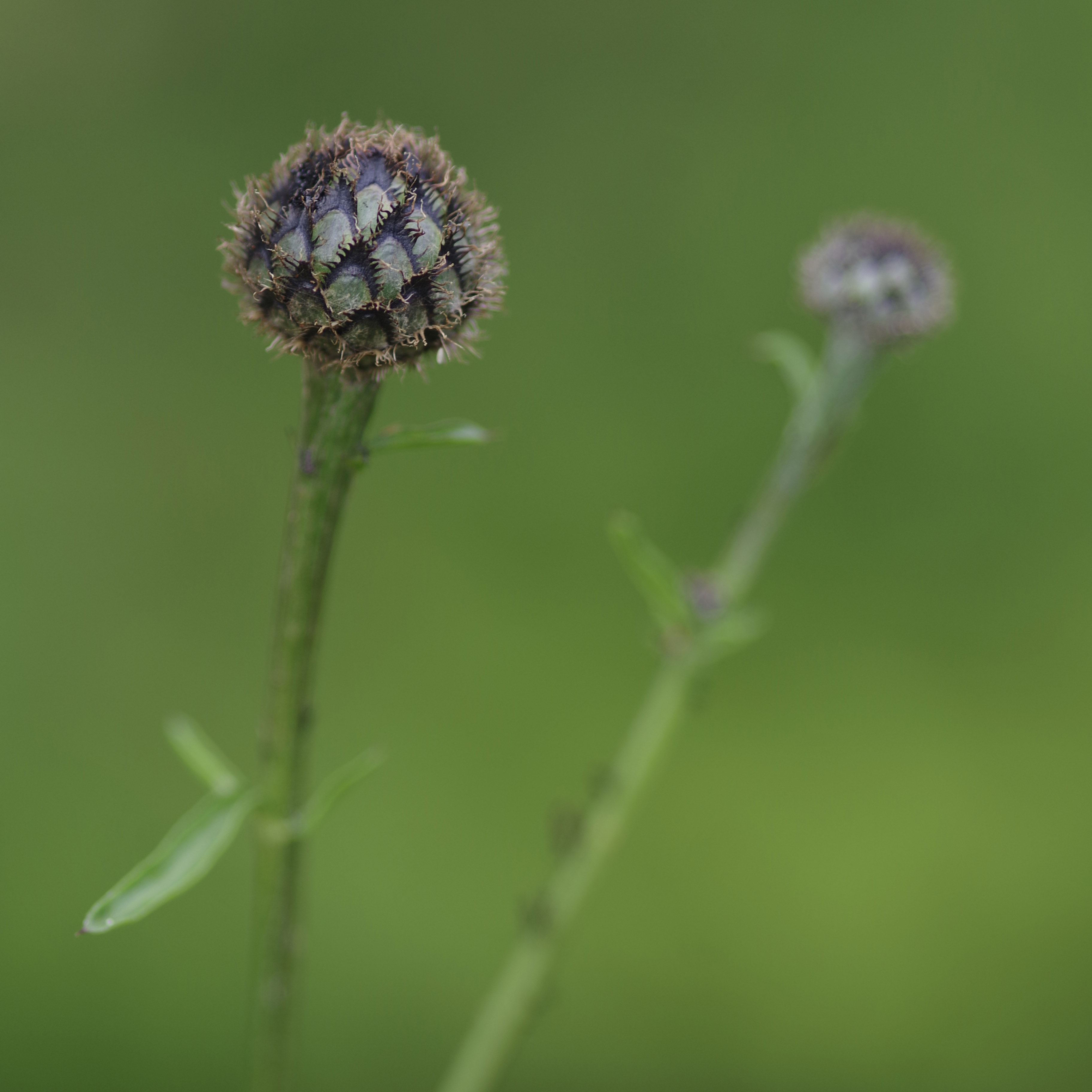 Centaurea scabiosa2.jpg