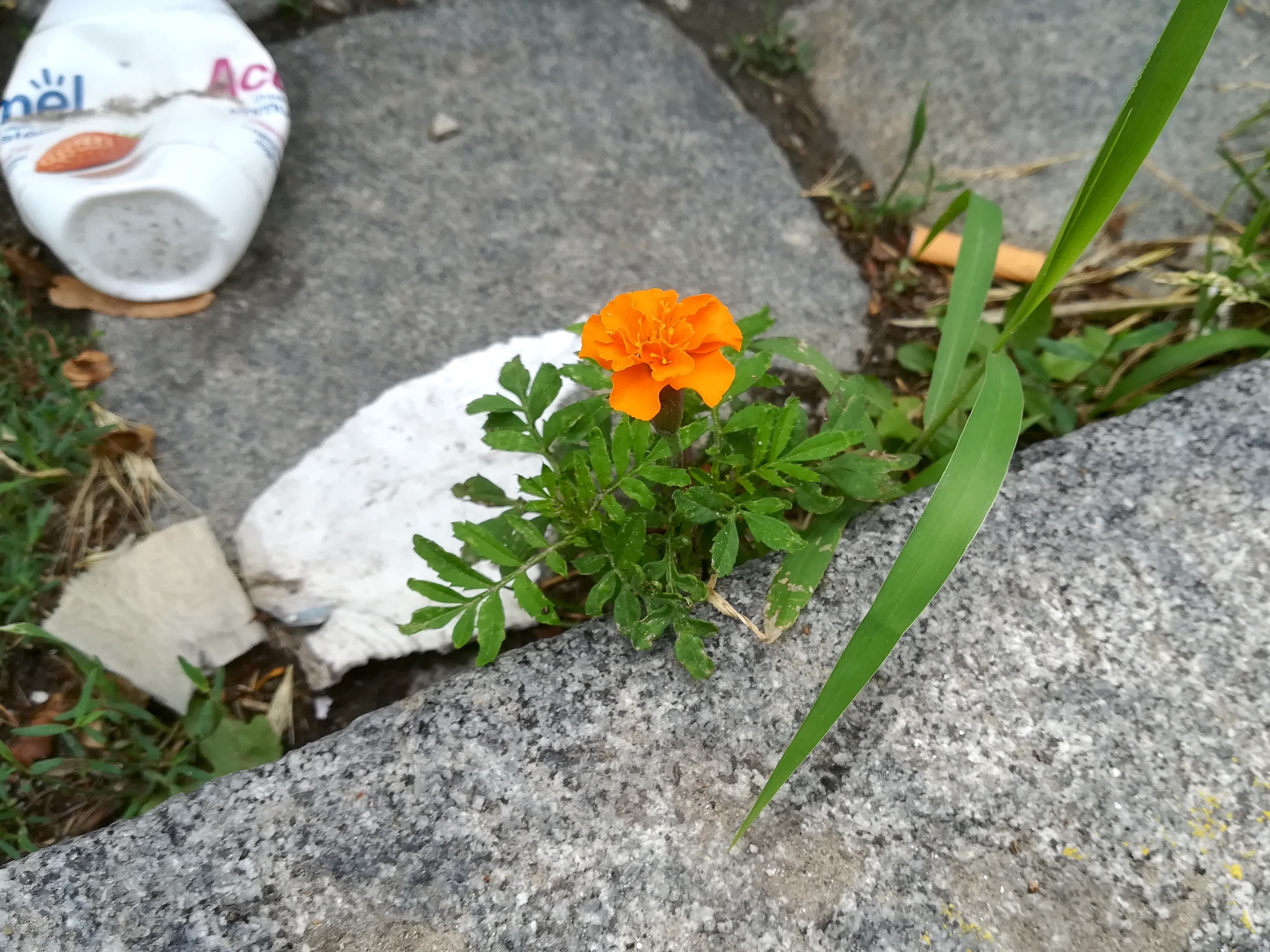 tagetes cf. tenuifolia landgutgasse W laxenburger str._20200703_142535.jpg