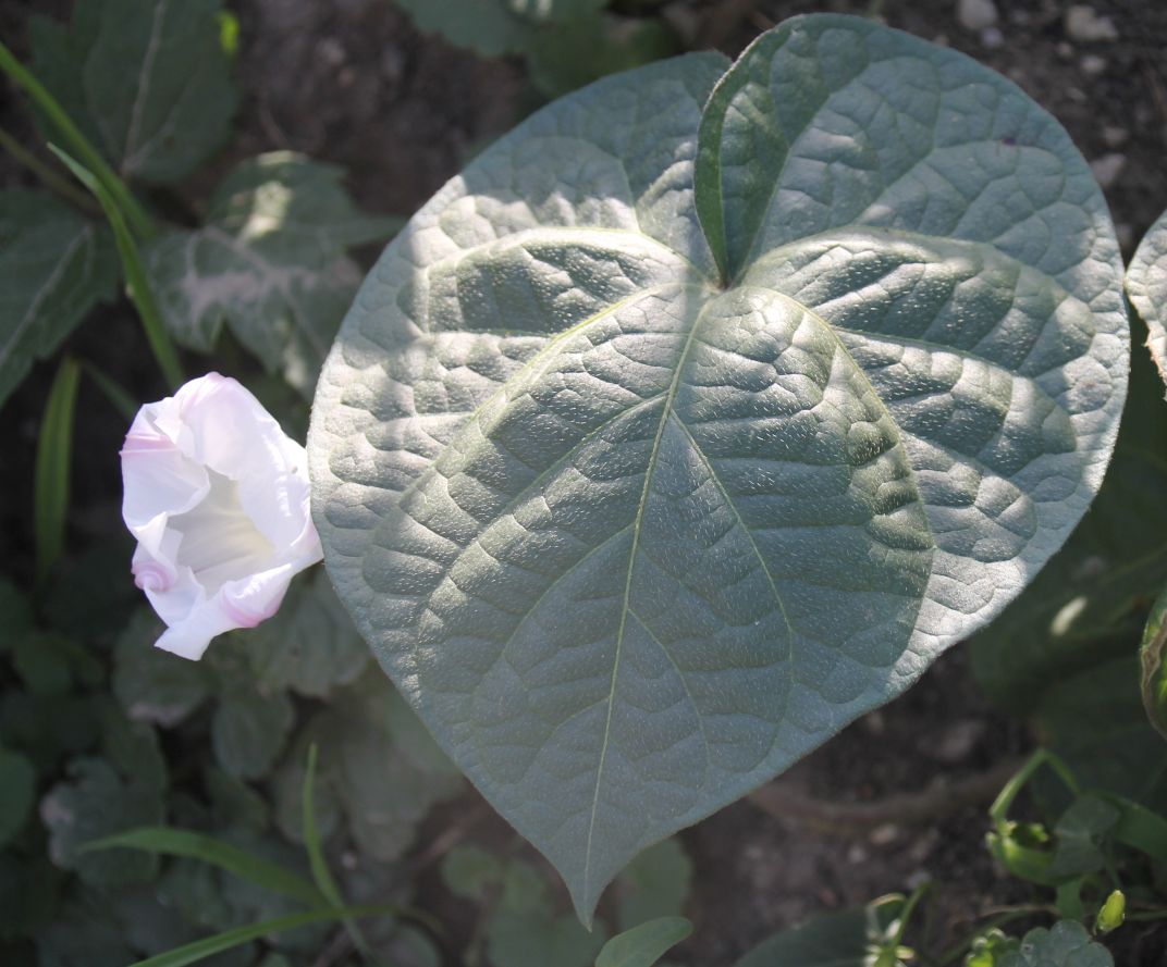 Ipomoea_purpurea_Traiskirchen_20170802_04.jpg