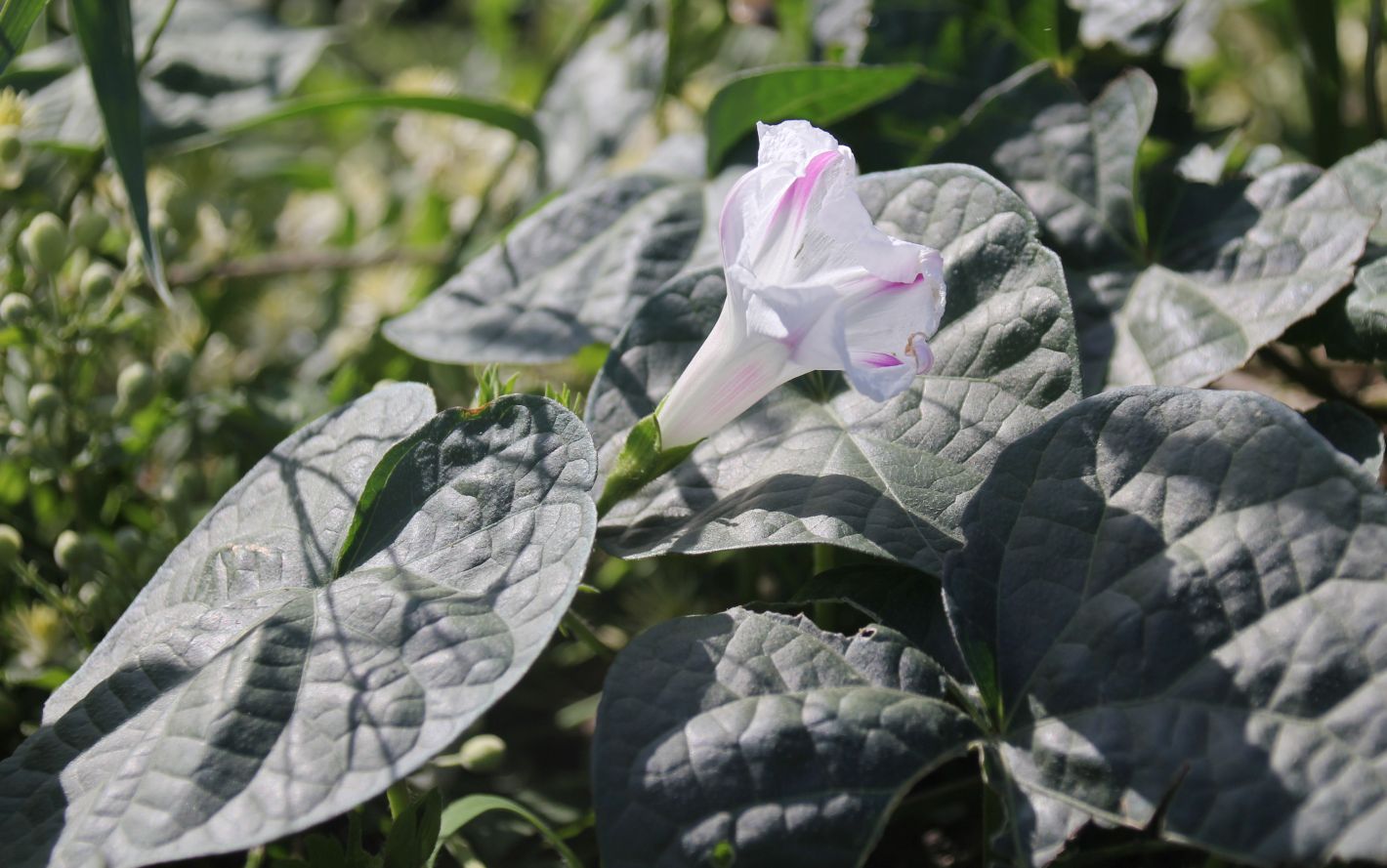 Ipomoea_purpurea_Traiskirchen_20170802_10.jpg